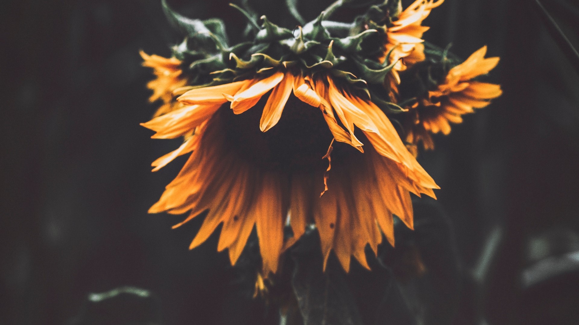 Close-up of drooping sunflowers HD Wallpaper