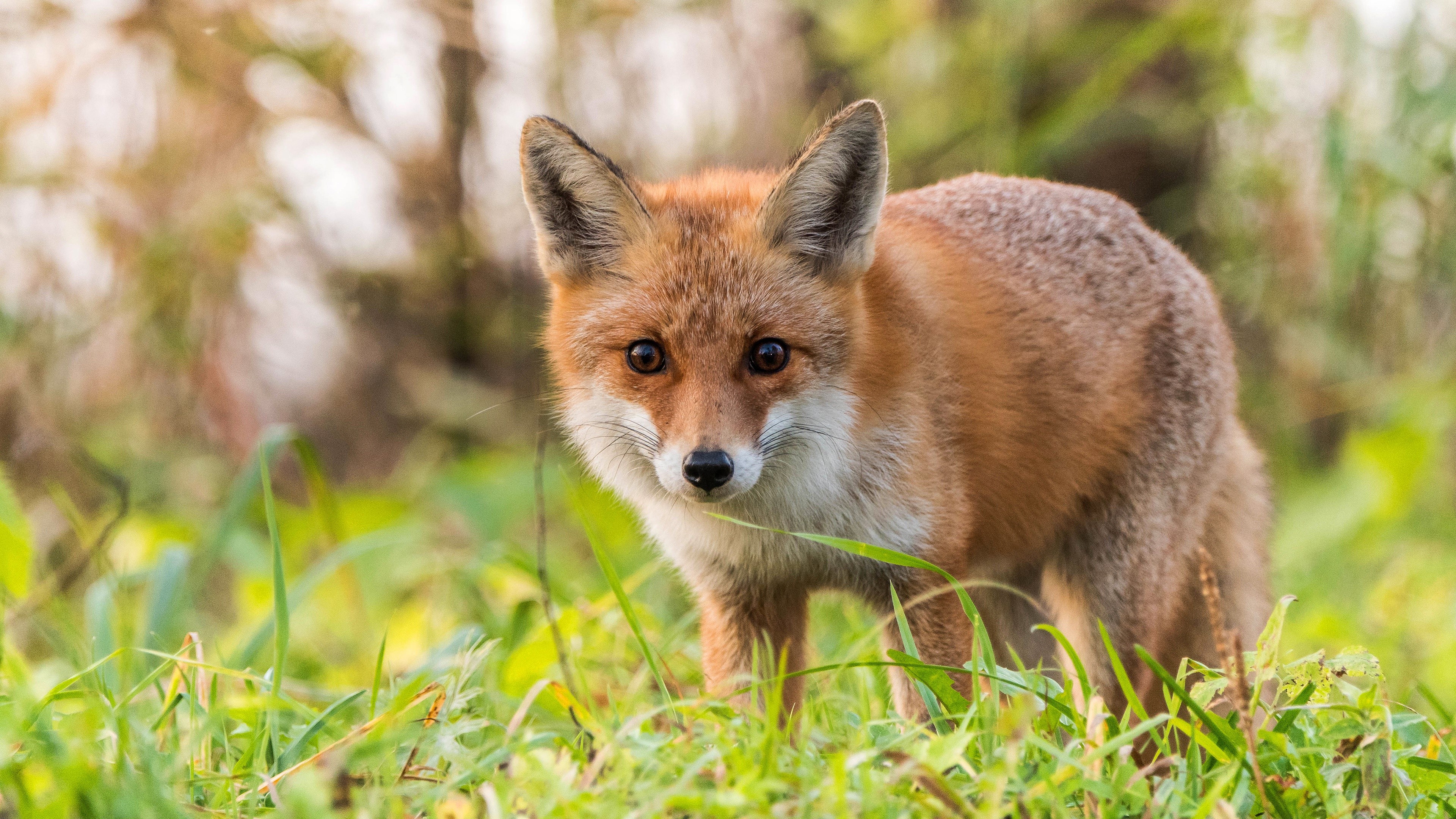 Red fox in grass photography HD Wallpaper