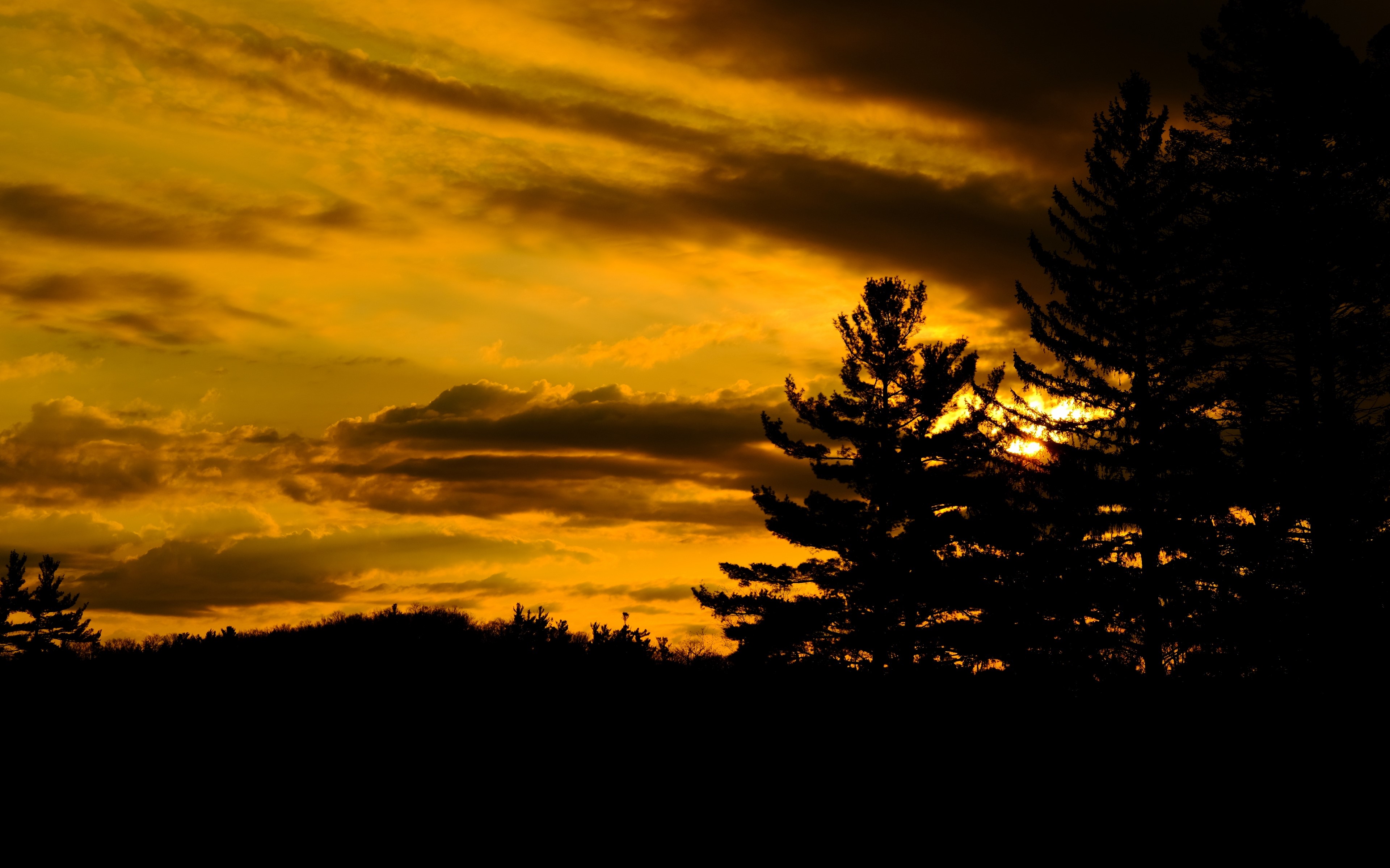 4K sunset over trees HD Wallpaper