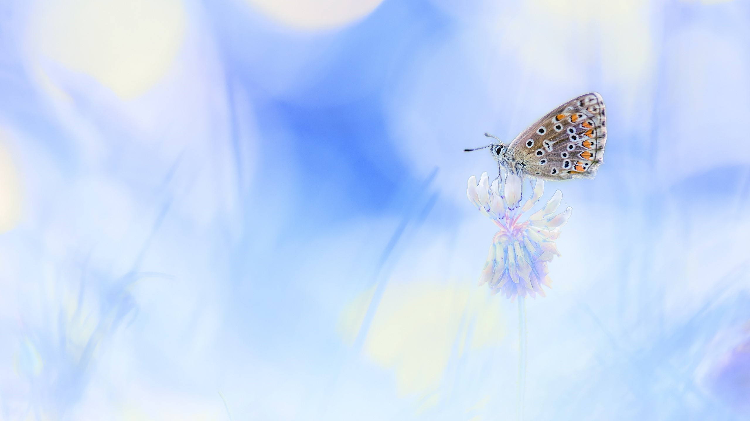 A butterfly rests on a flower with a soft blue background HD Wallpaper