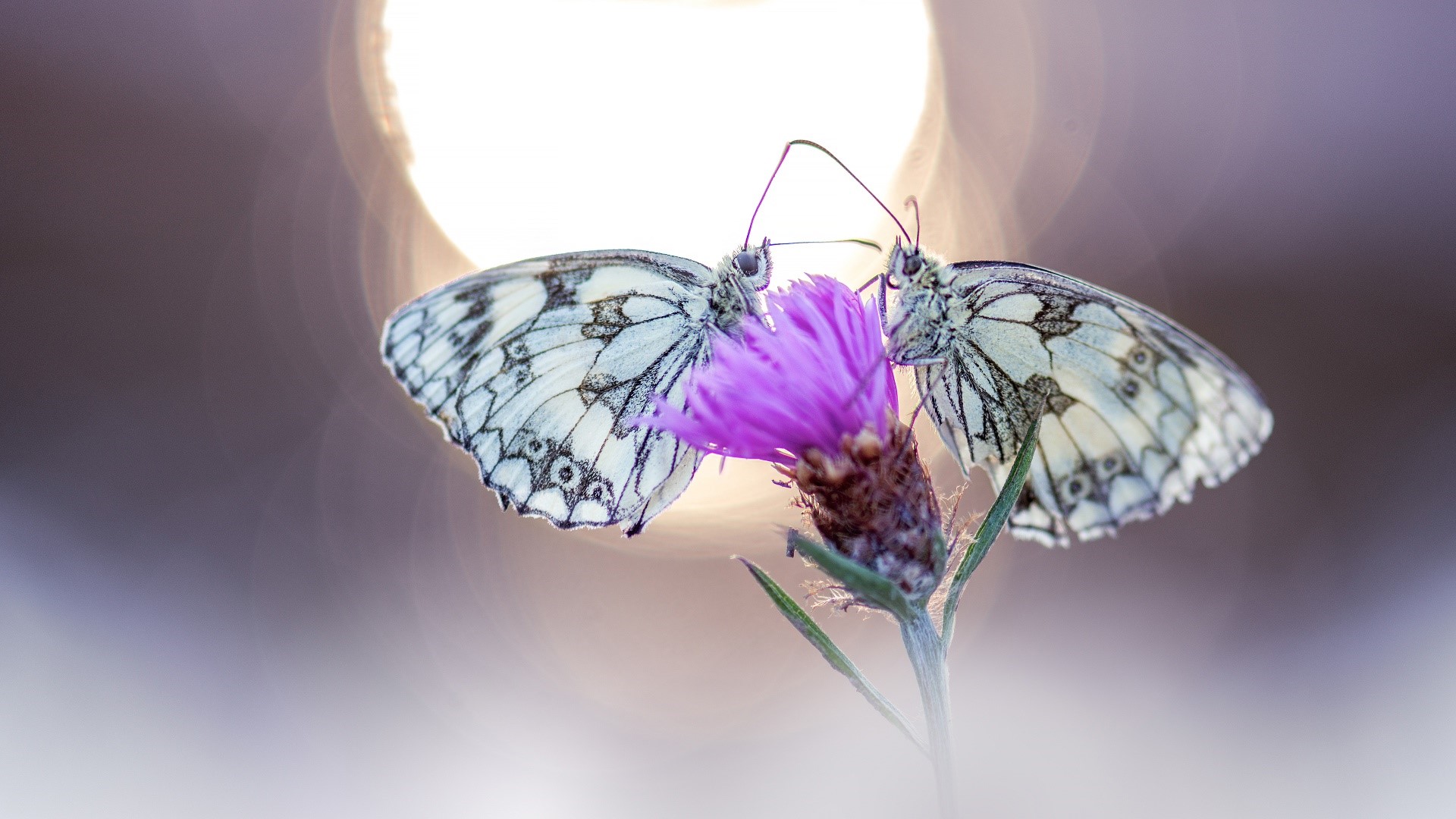Two butterflies on a purple flower HD Wallpaper
