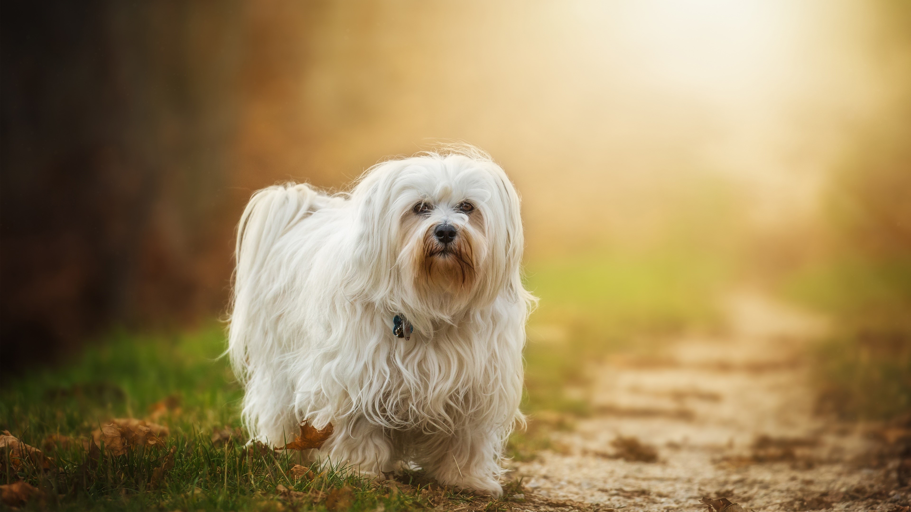 4K photography of a white dog in nature HD Wallpaper