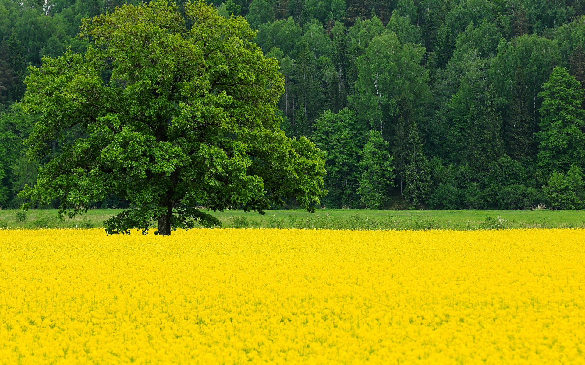 Large oak tree in a field of yellow flowers HD Wallpaper