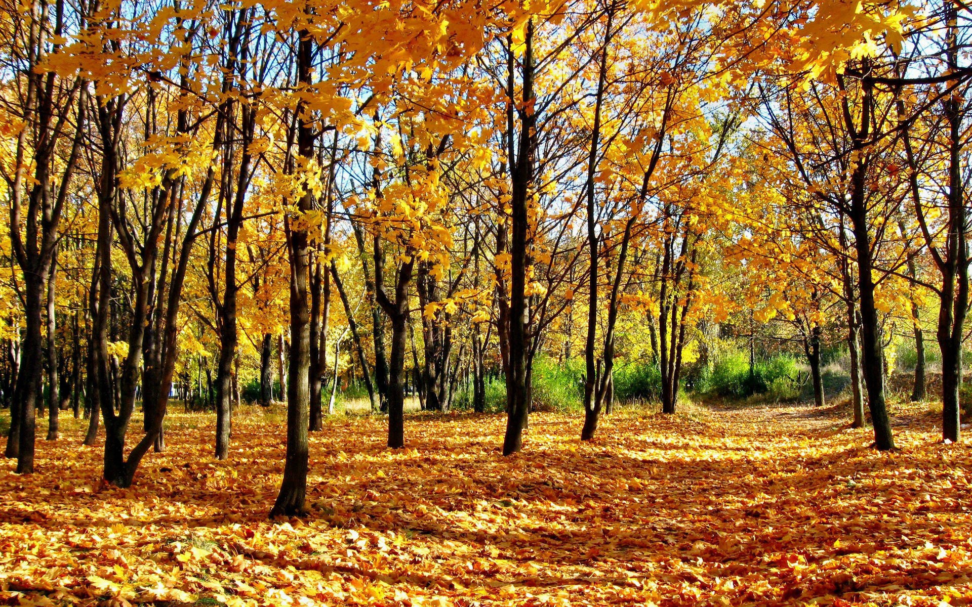 Autumn forest with fallen leaves and yellow foliage HD Wallpaper