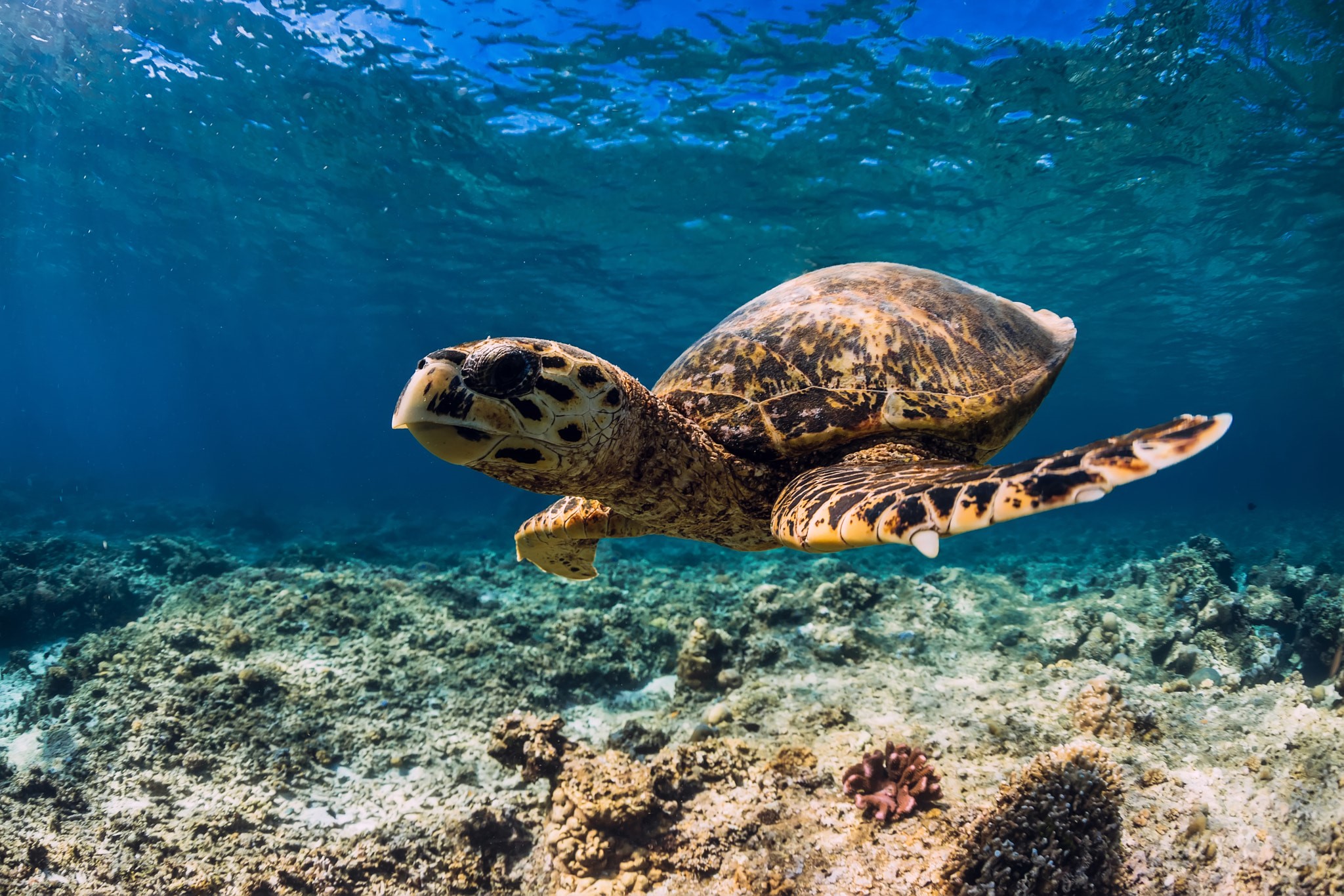 Hawksbill sea turtle swimming over coral reef HD Wallpaper
