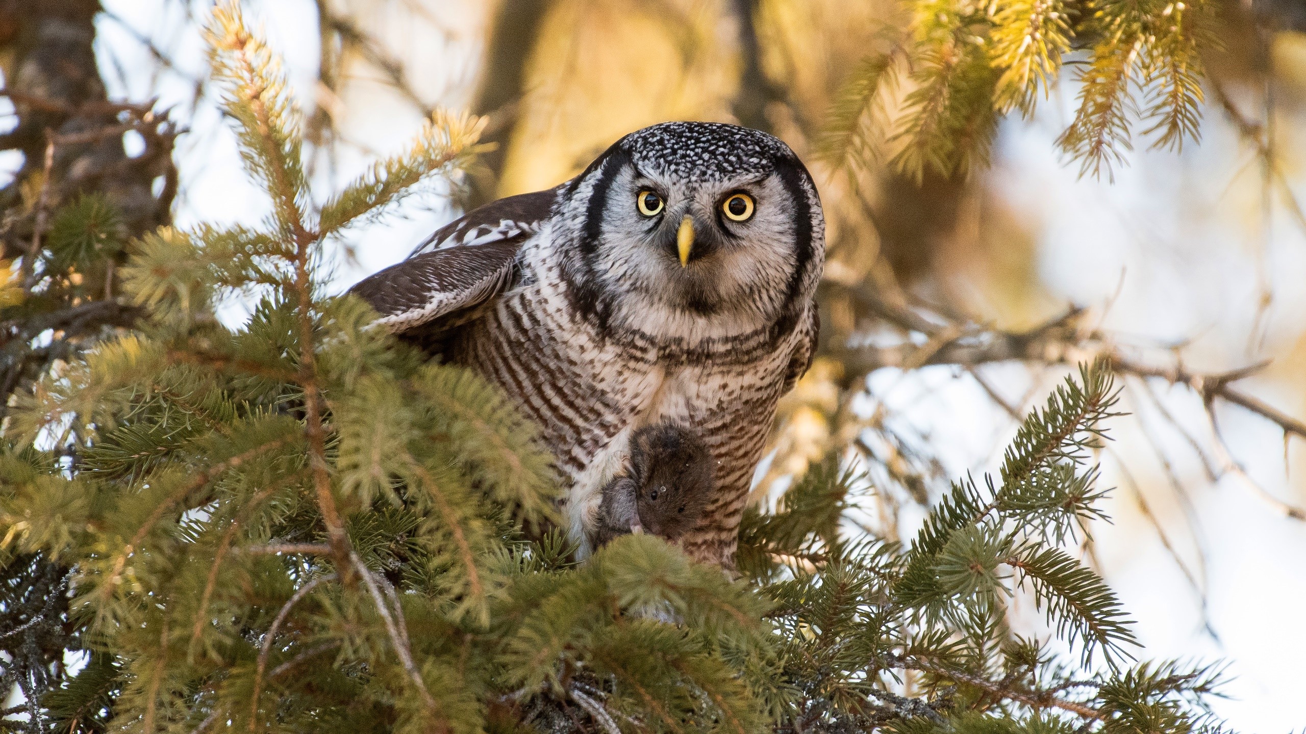 Northern Hawk Owl with prey in a tree HD Wallpaper