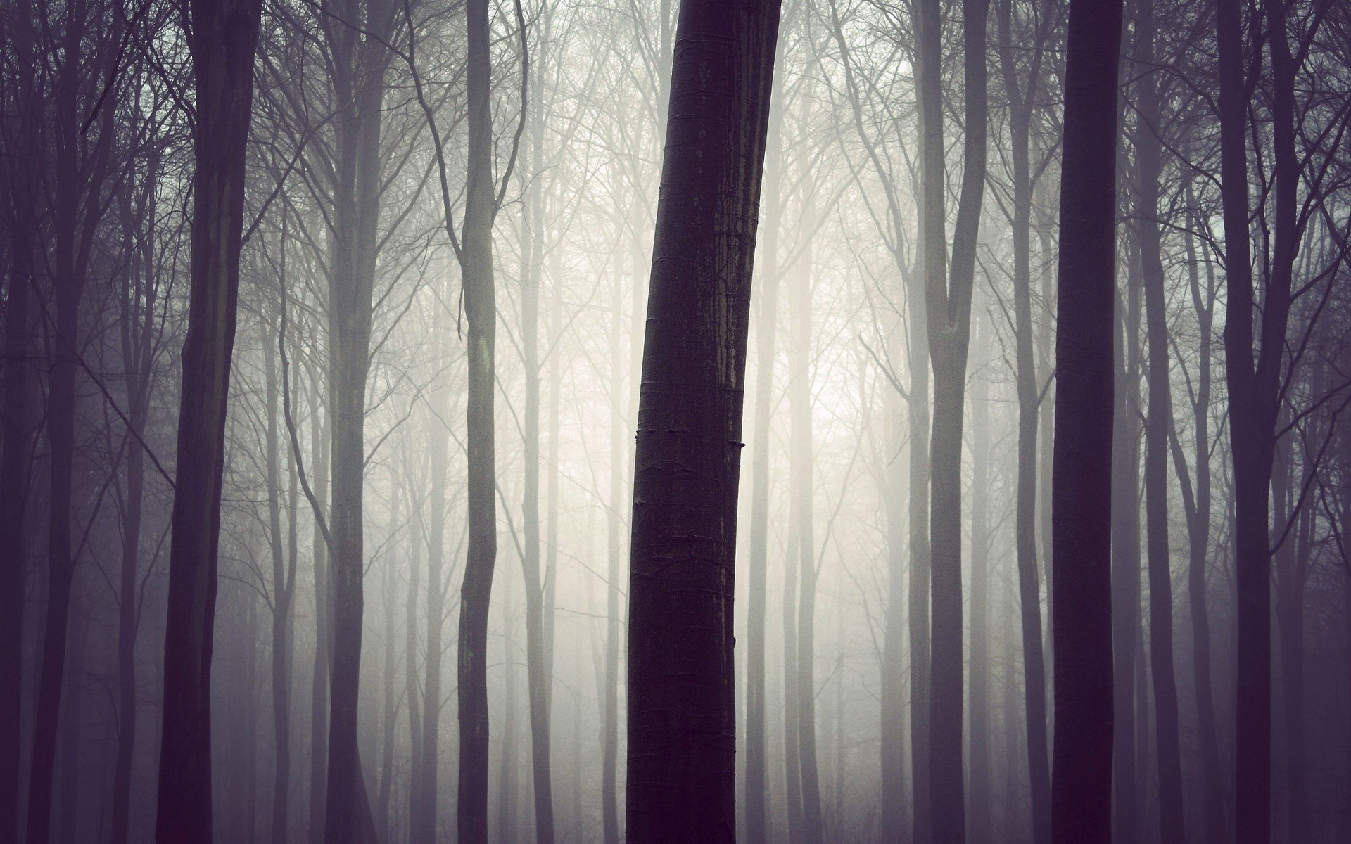 Misty forest with tall bare trees HD Wallpaper