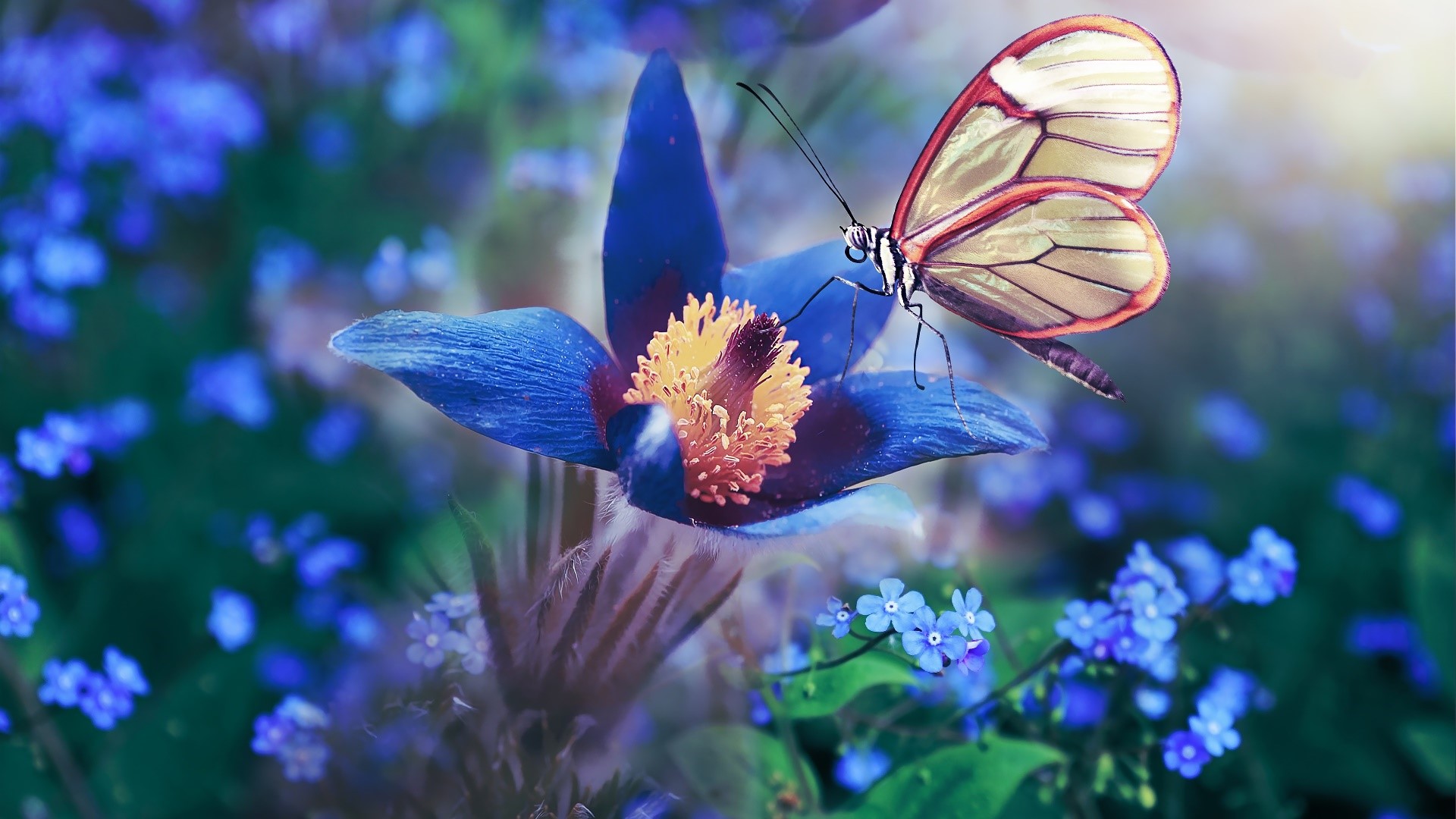 Butterfly on a blue flower with blue flowers in background HD Wallpaper
