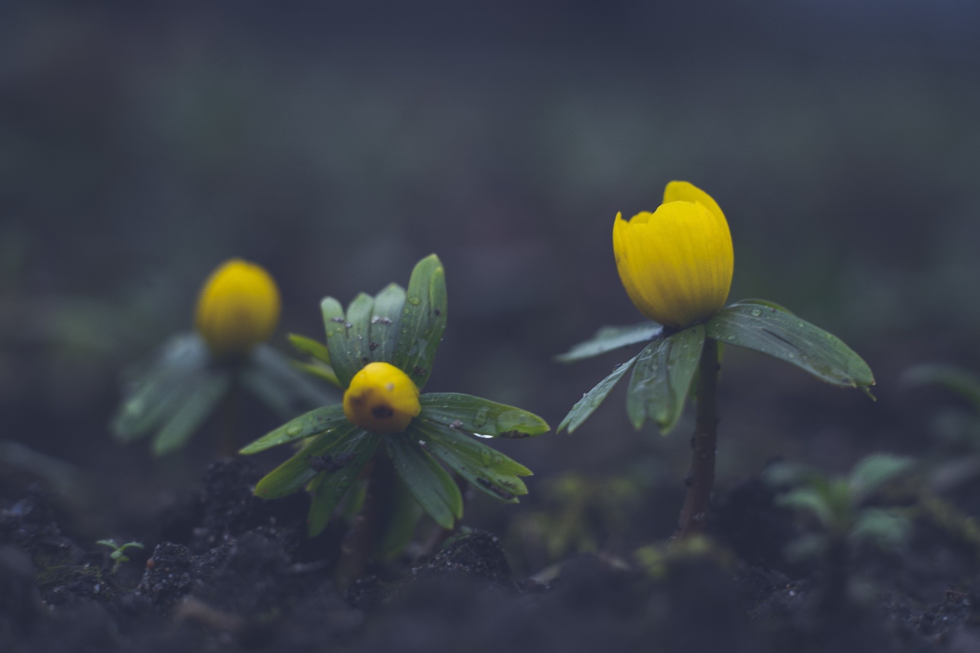 Yellow winter aconite flowers blooming in soil HD Wallpaper