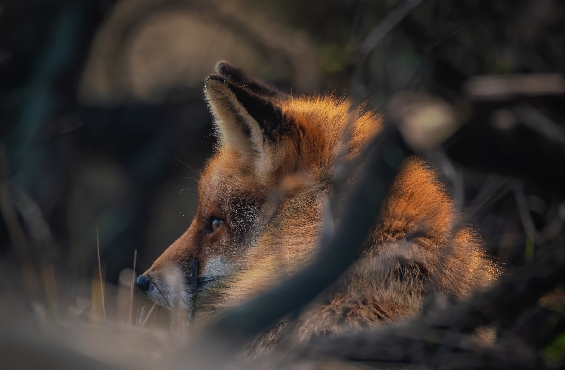 Red fox peeking through branches HD Wallpaper