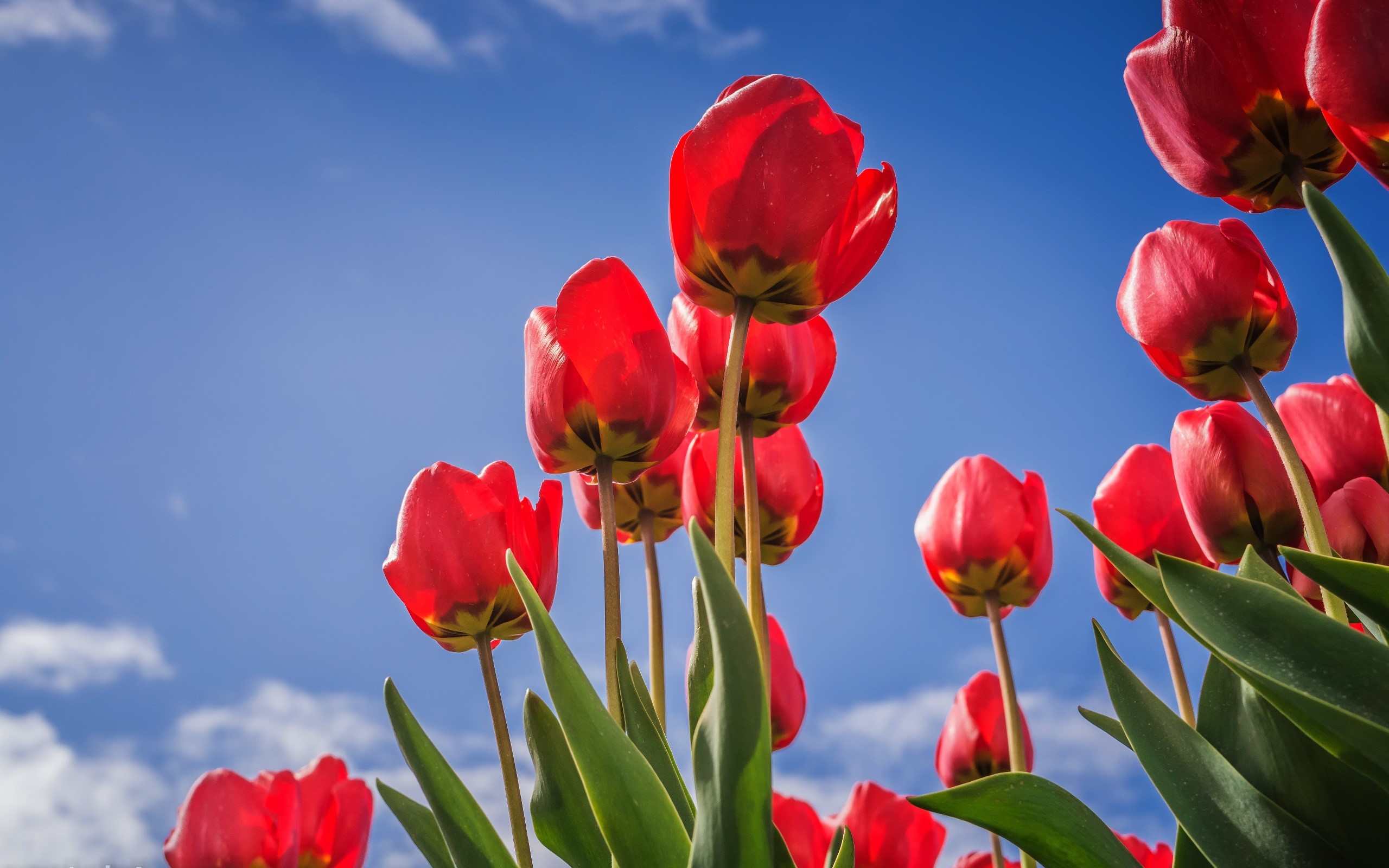 Red tulips against a blue sky HD Wallpaper