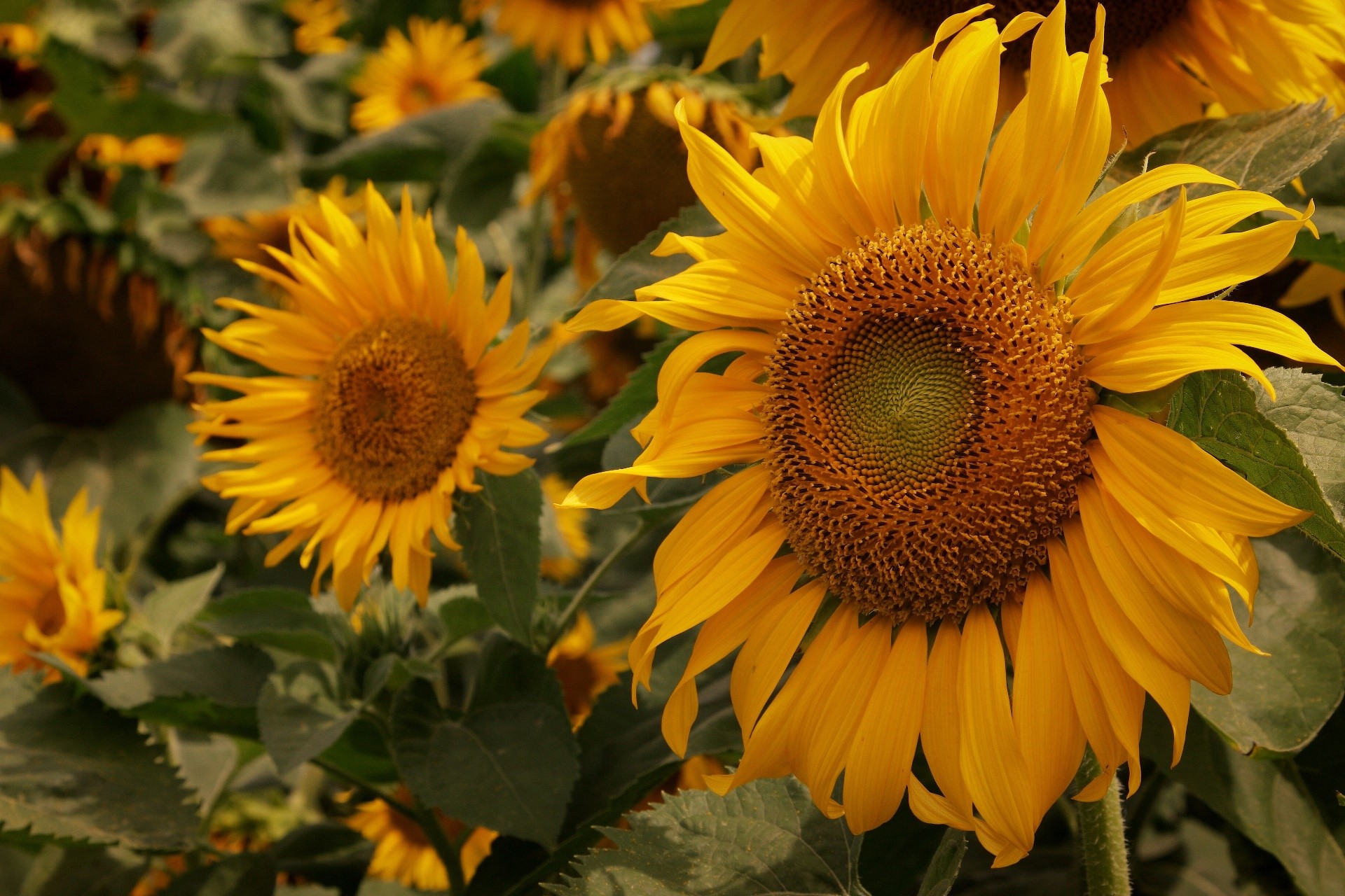 Field of bright yellow sunflowers HD Wallpaper