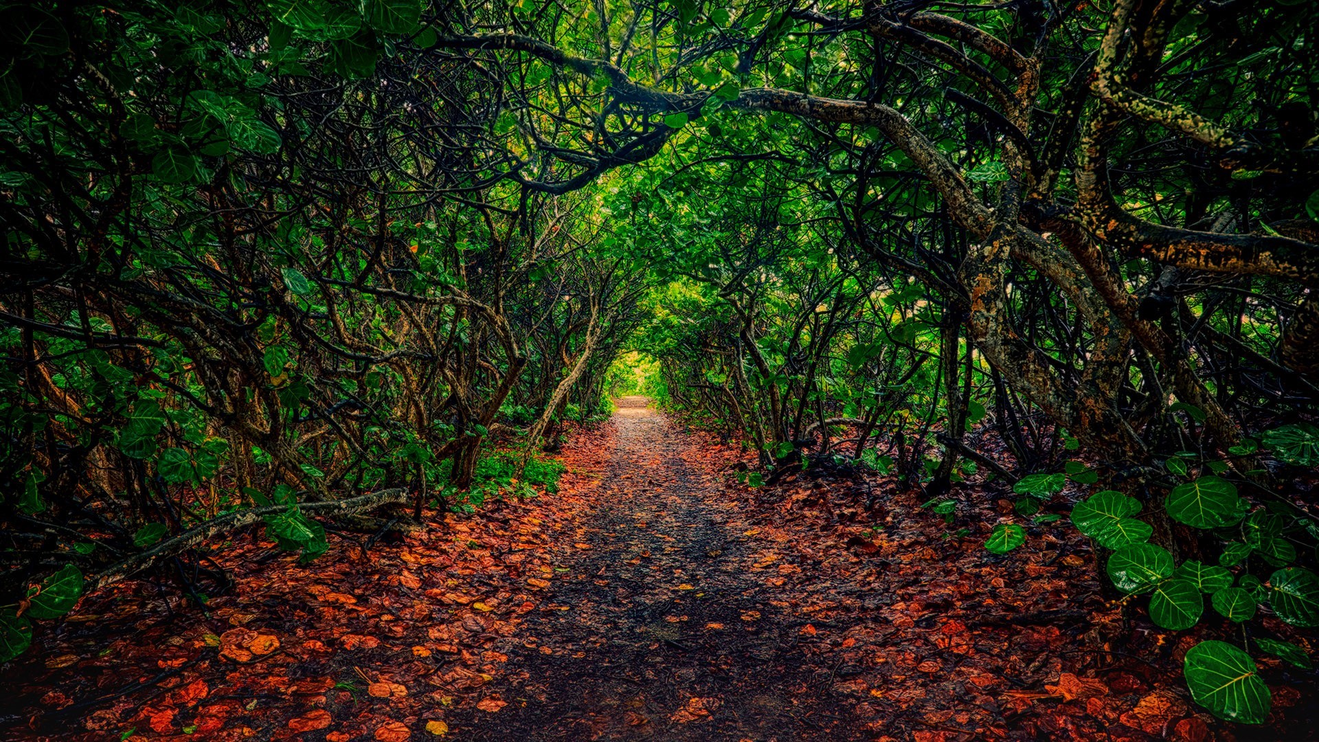 Path through a dense forest in Florida HD Wallpaper