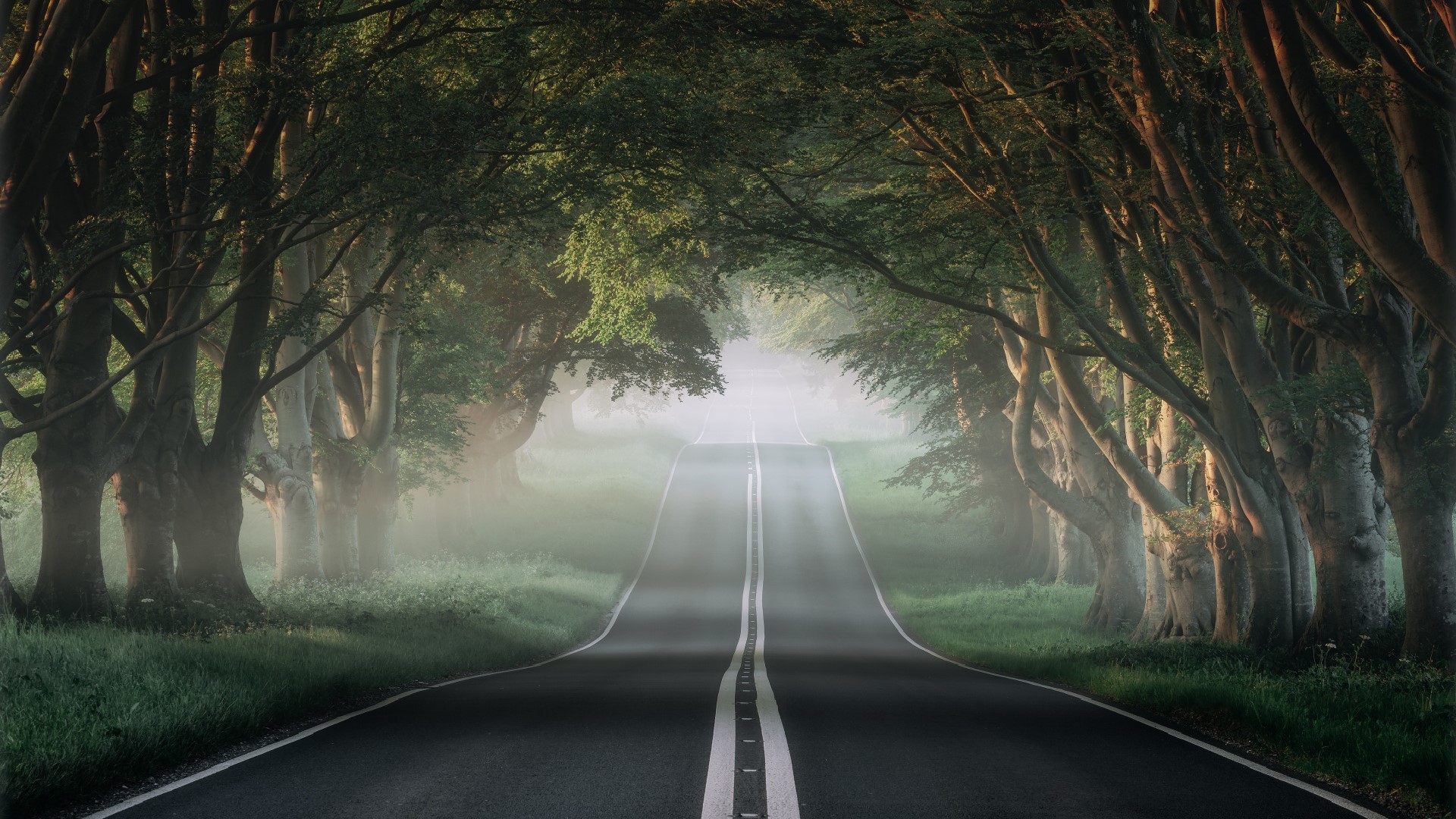 Misty road through a tree tunnel in the morning HD Wallpaper