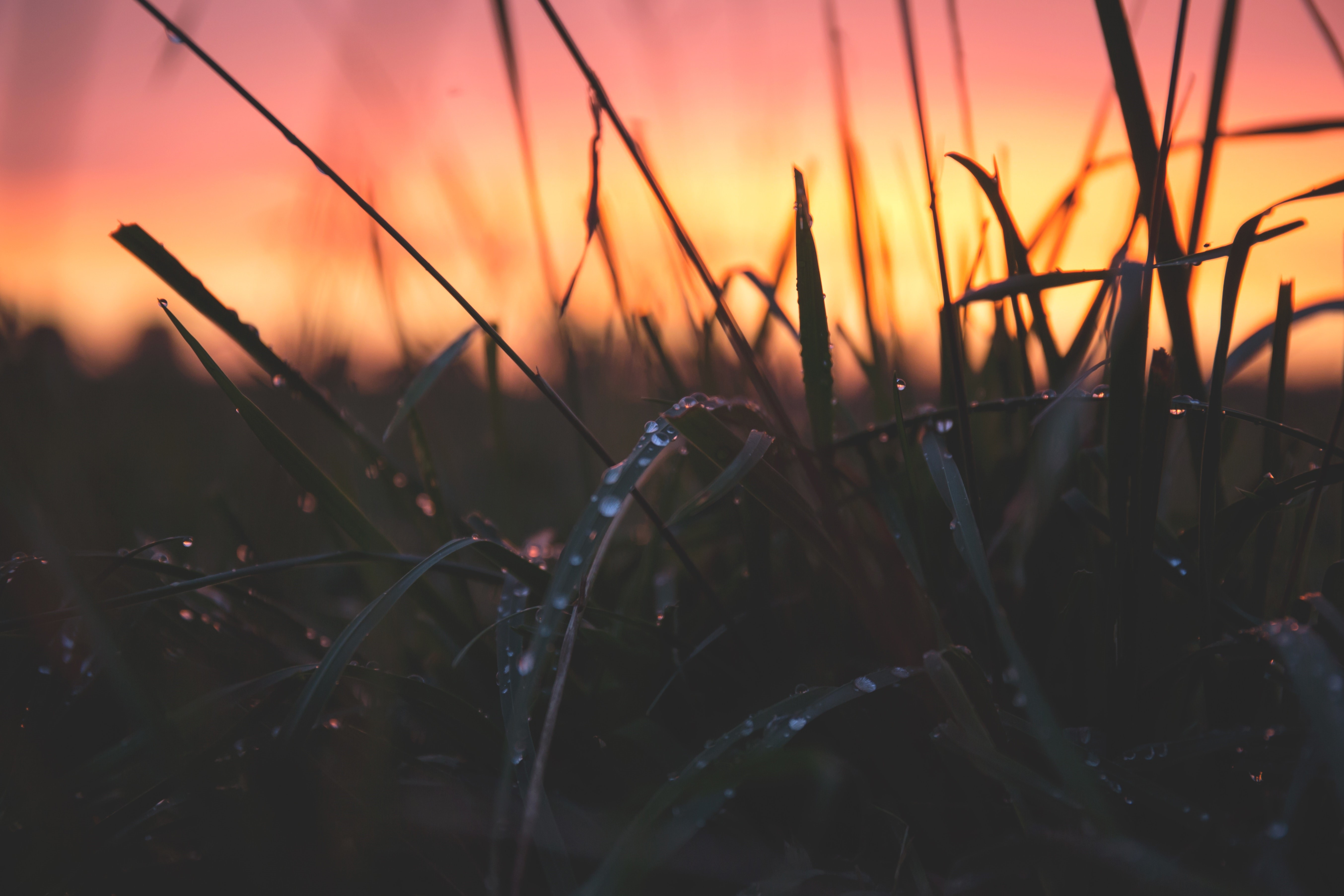 4K grass with water drops at sunset HD Wallpaper