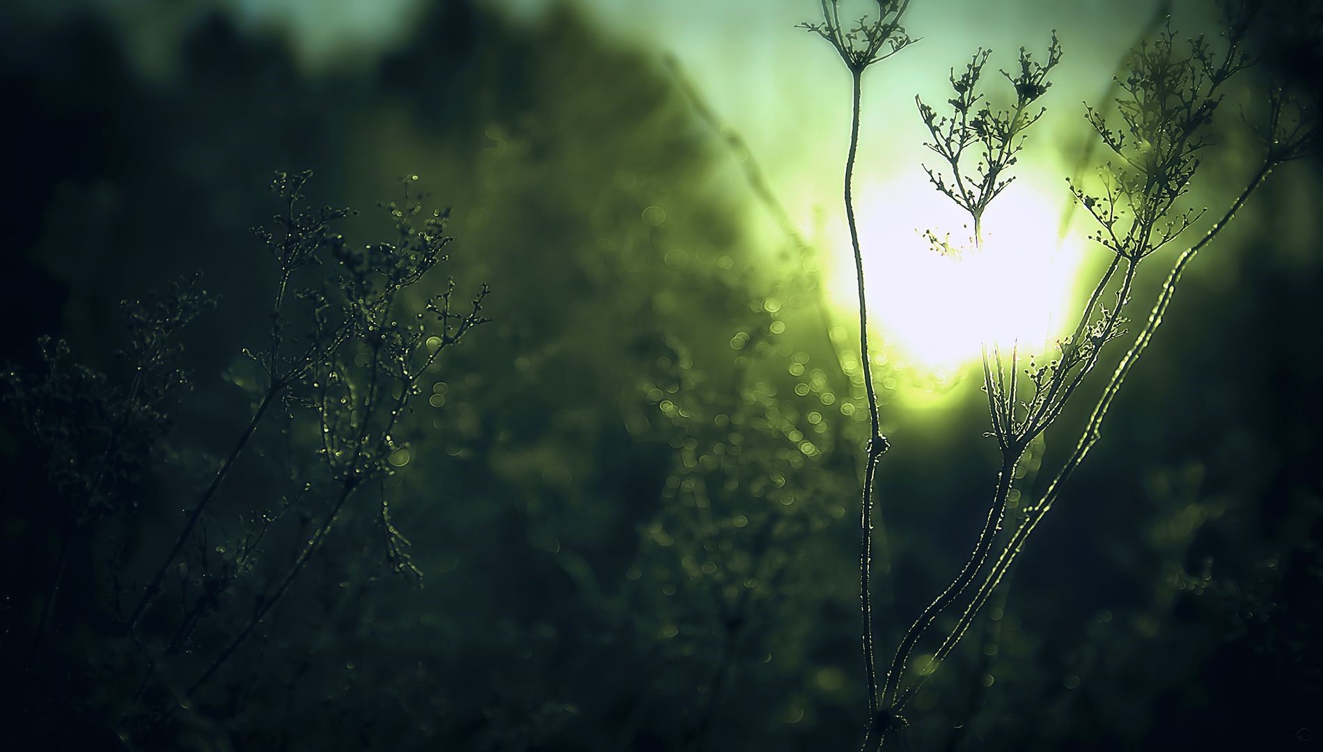 Sunlight through dry plants in mist HD Wallpaper