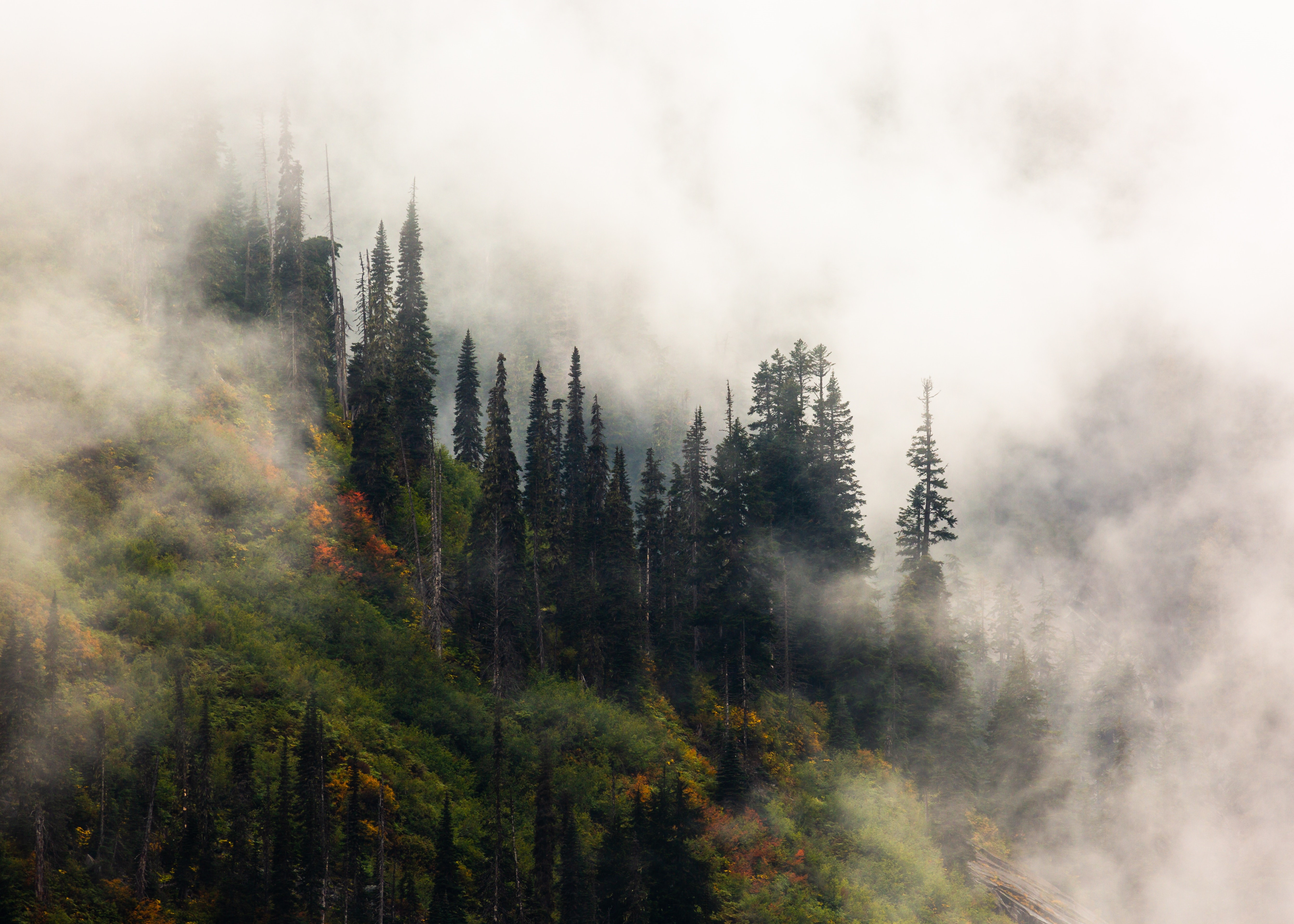 Misty forest landscape at Snoqualmie Pass, USA HD Wallpaper