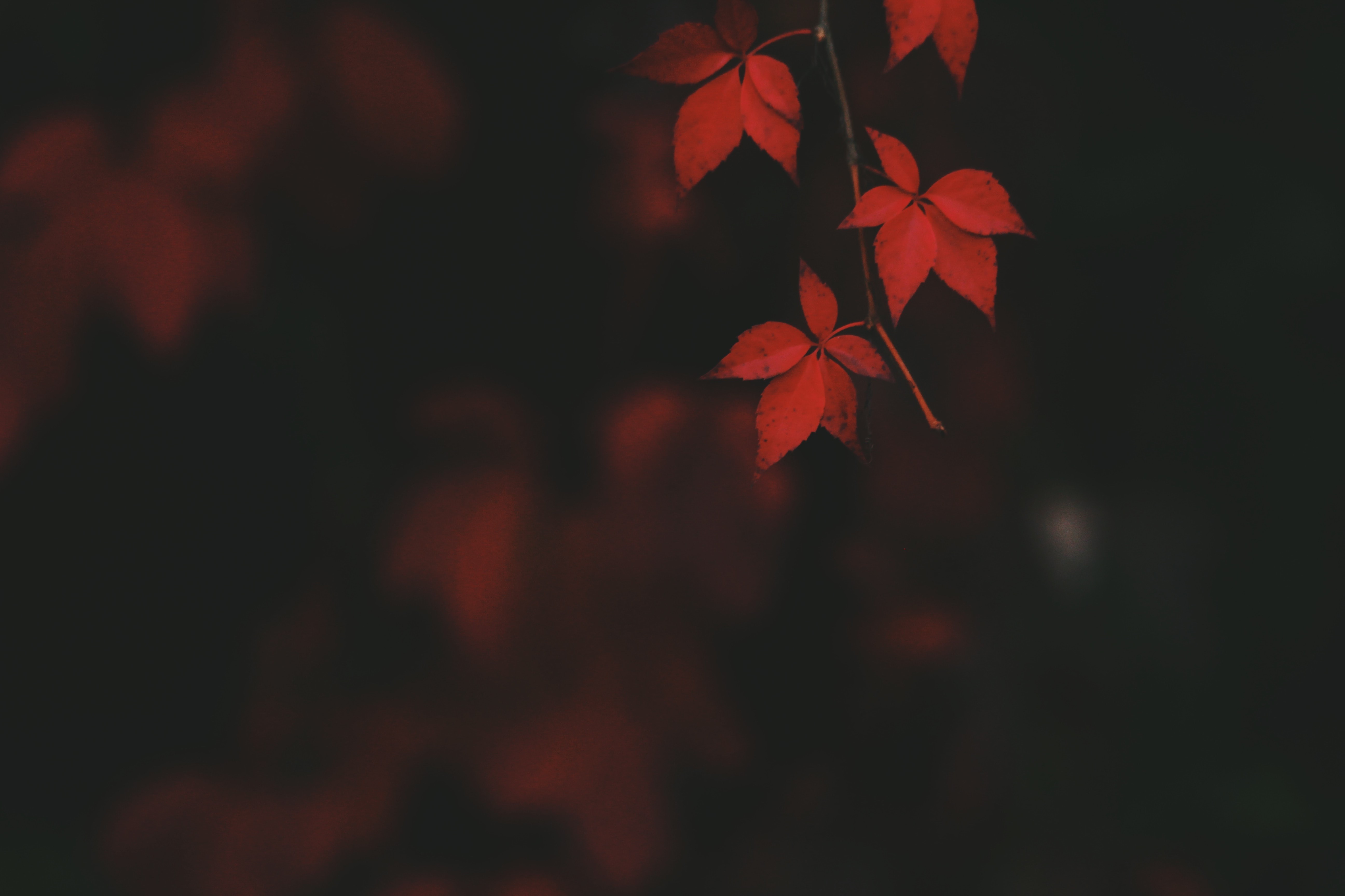 Red leaves with depth of field HD Wallpaper