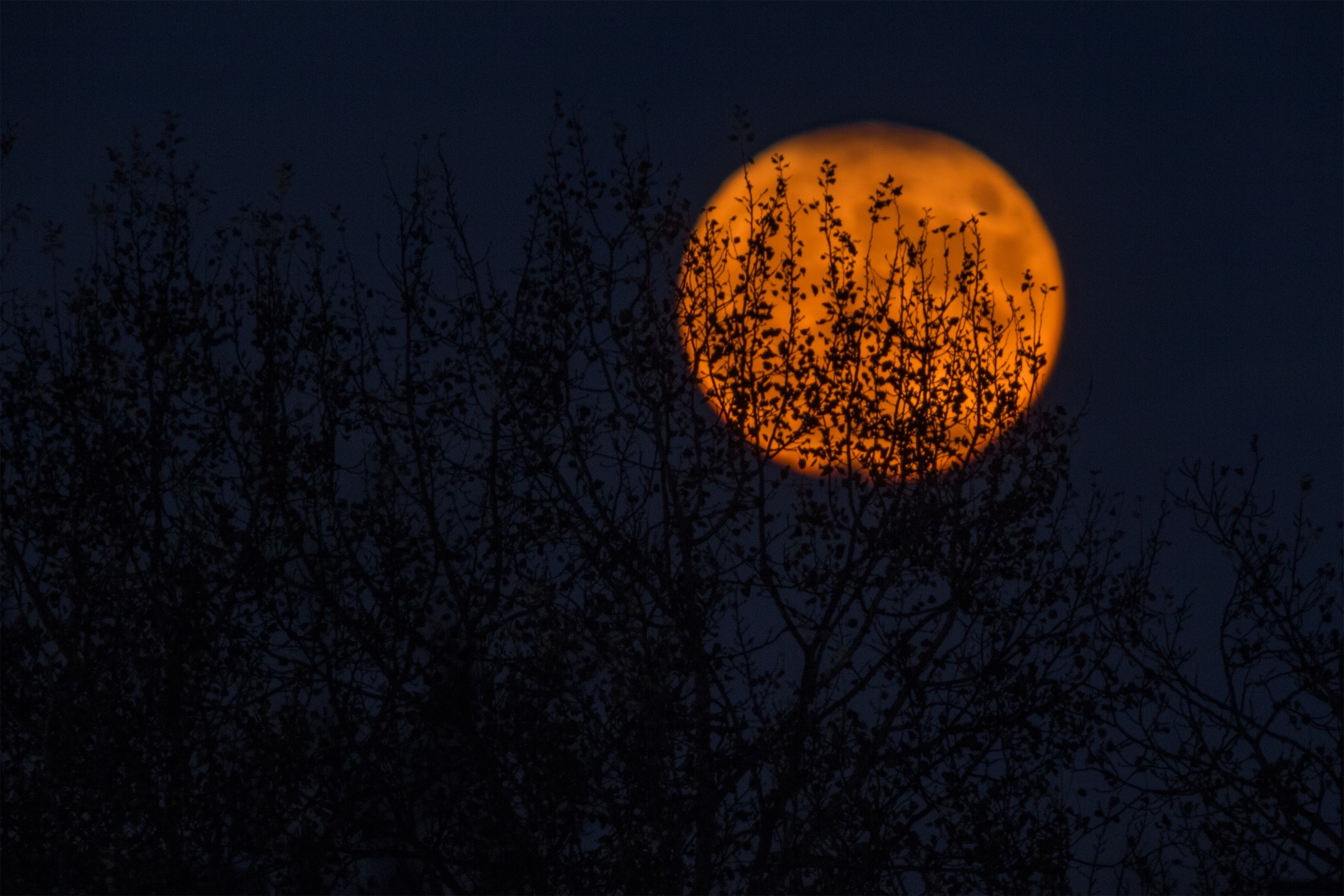 Orange moon behind silhouetted trees HD Wallpaper