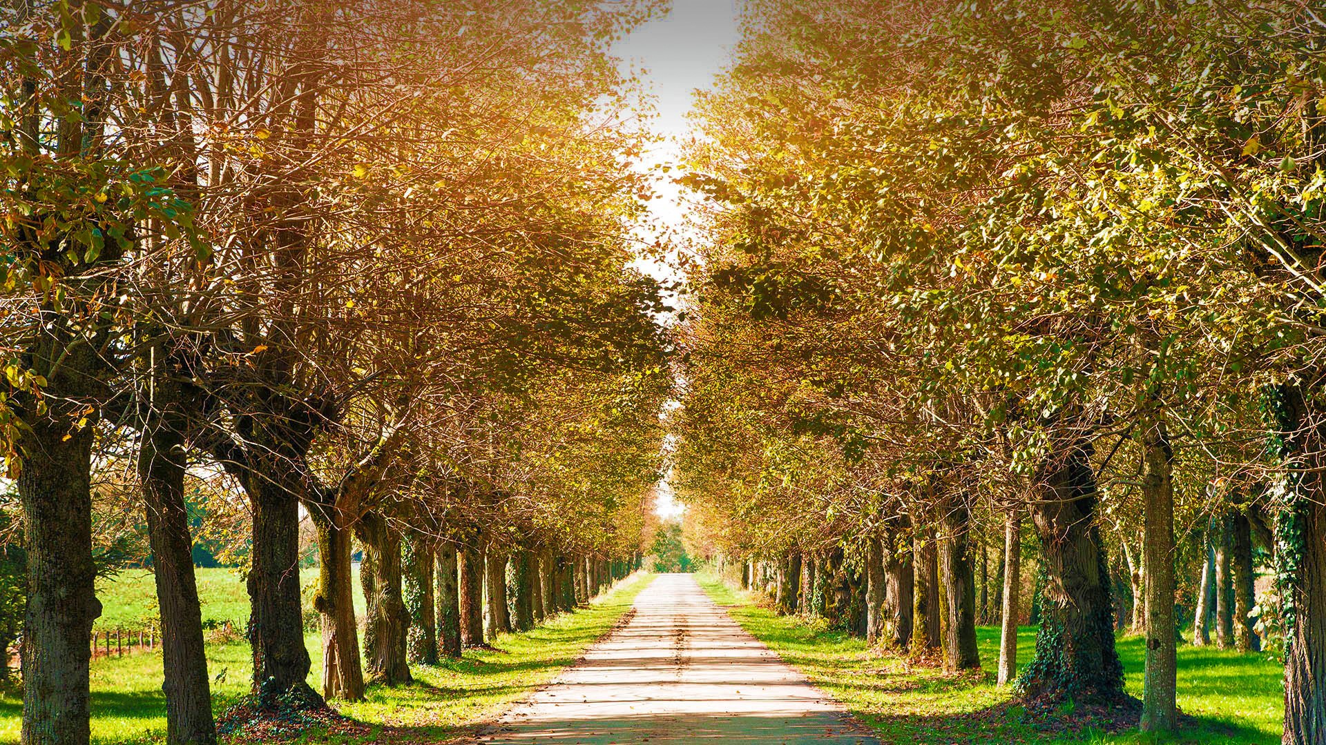 Tree-lined path in autumn with sunlight HD Wallpaper