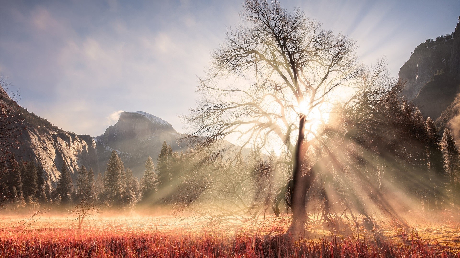 Sun rays through tree in Yosemite National Park HD Wallpaper