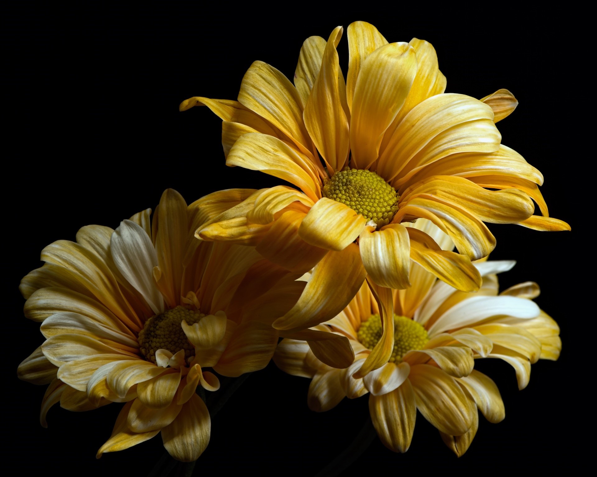 Three yellow chrysanthemums on a black background HD Wallpaper