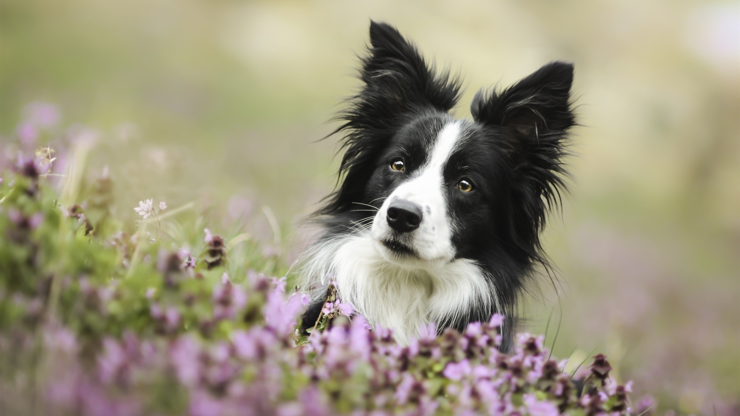 Border Collie dog in a field of purple flowers HD Wallpaper