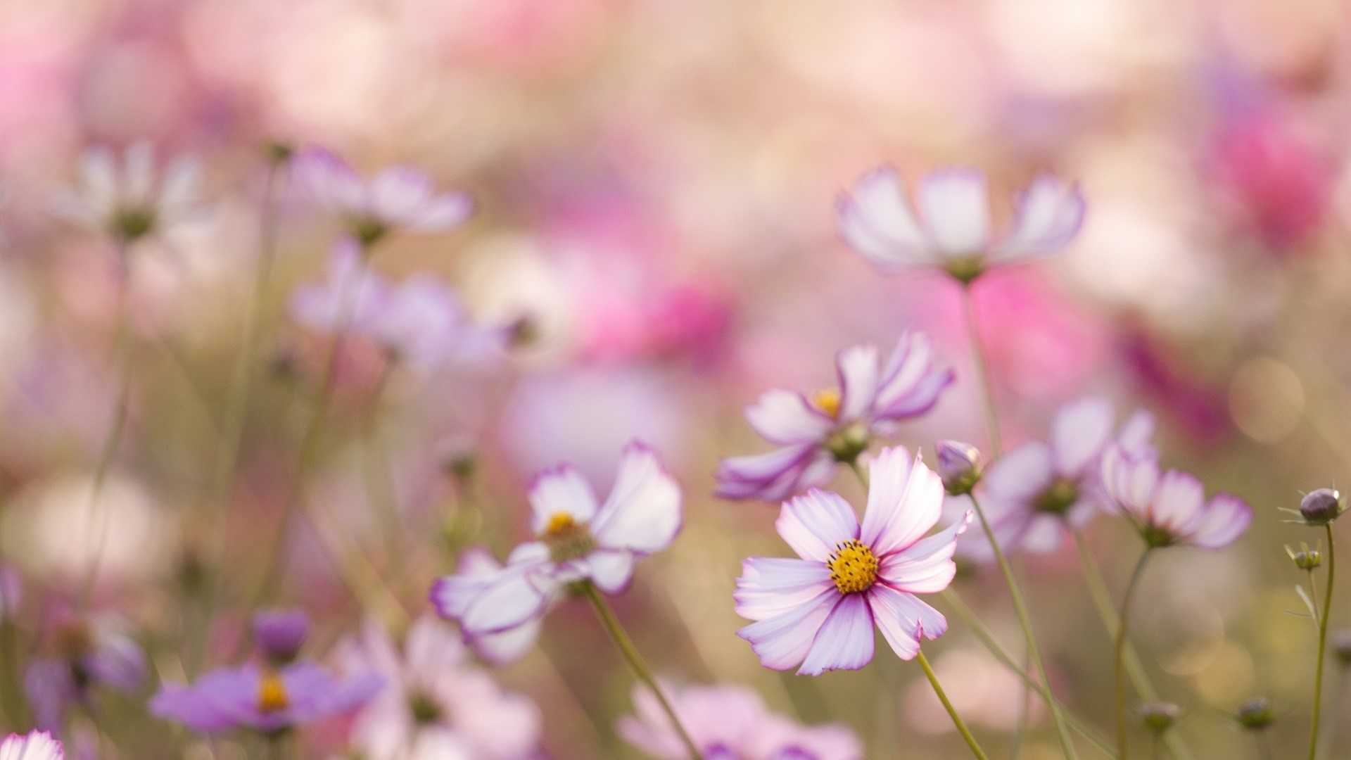 Cosmos flowers in soft focus with bokeh HD Wallpaper