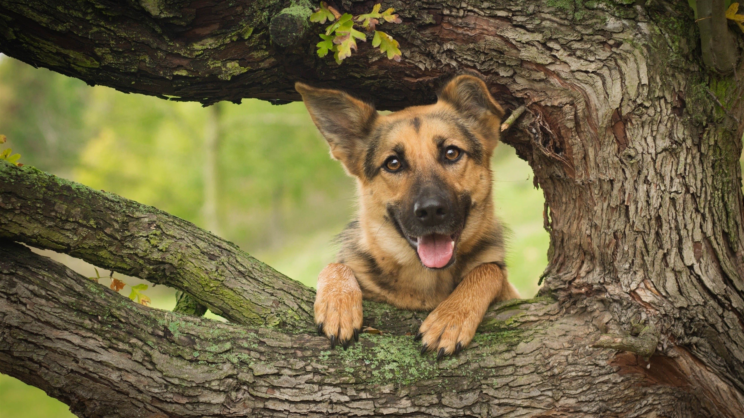 German Shepherd dog peeking through a tree branch HD Wallpaper