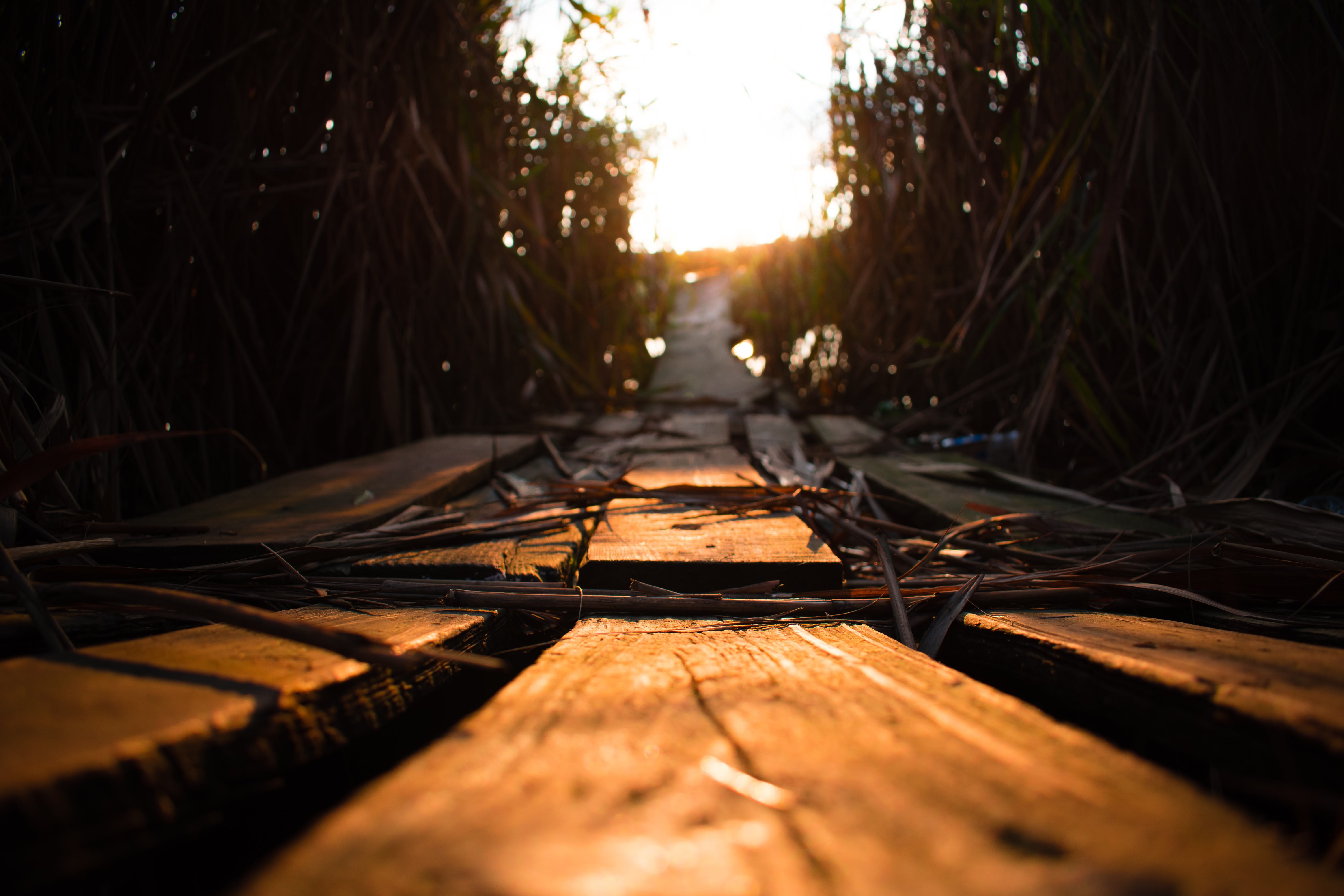 Wooden planks on a path during golden hour HD Wallpaper