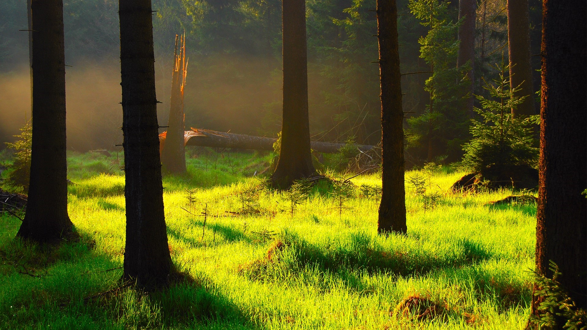 Sunlight filtering through trees in a misty forest HD Wallpaper