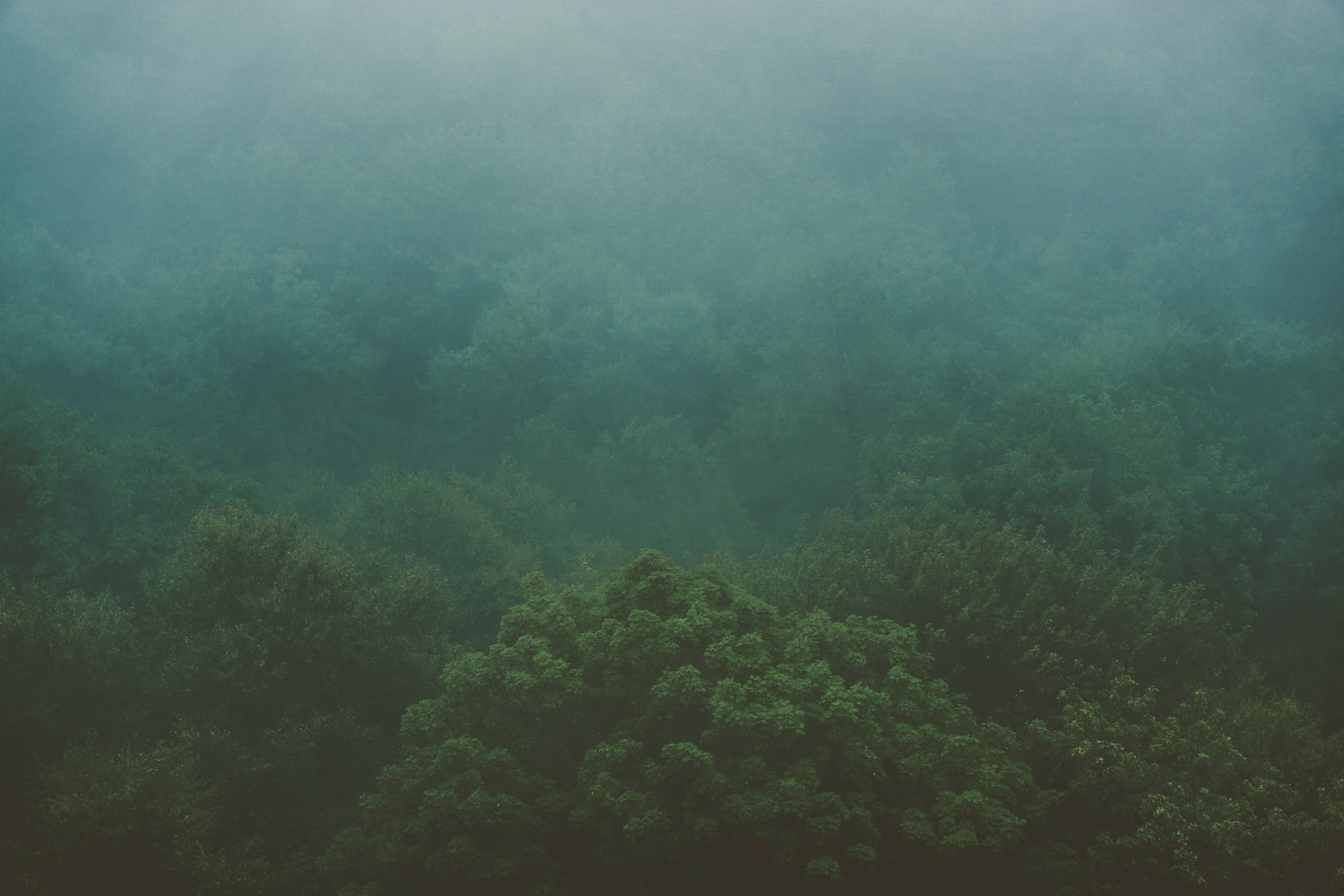 Misty forest with trees HD Wallpaper