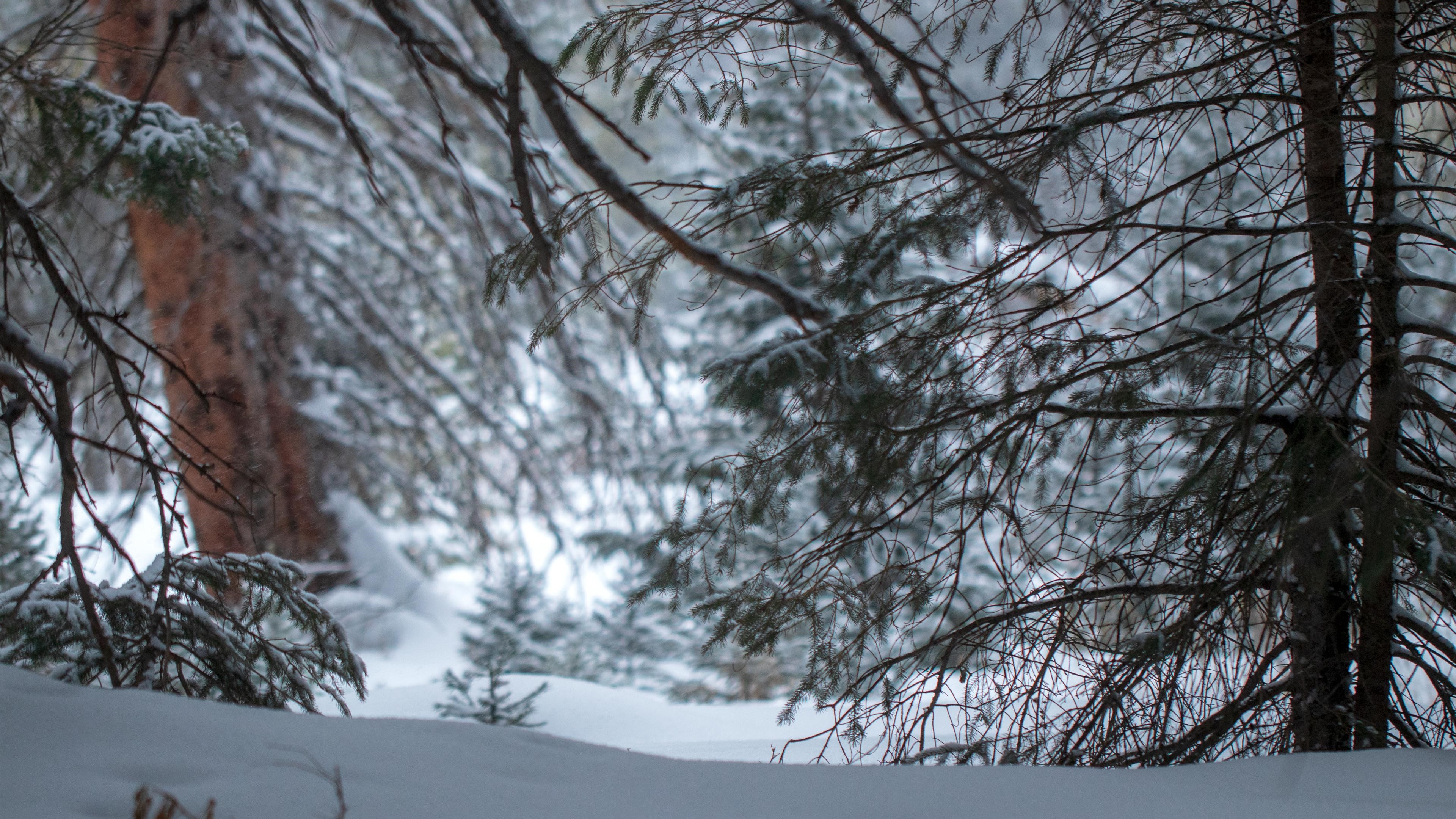 Snowy pine forest in winter HD Wallpaper