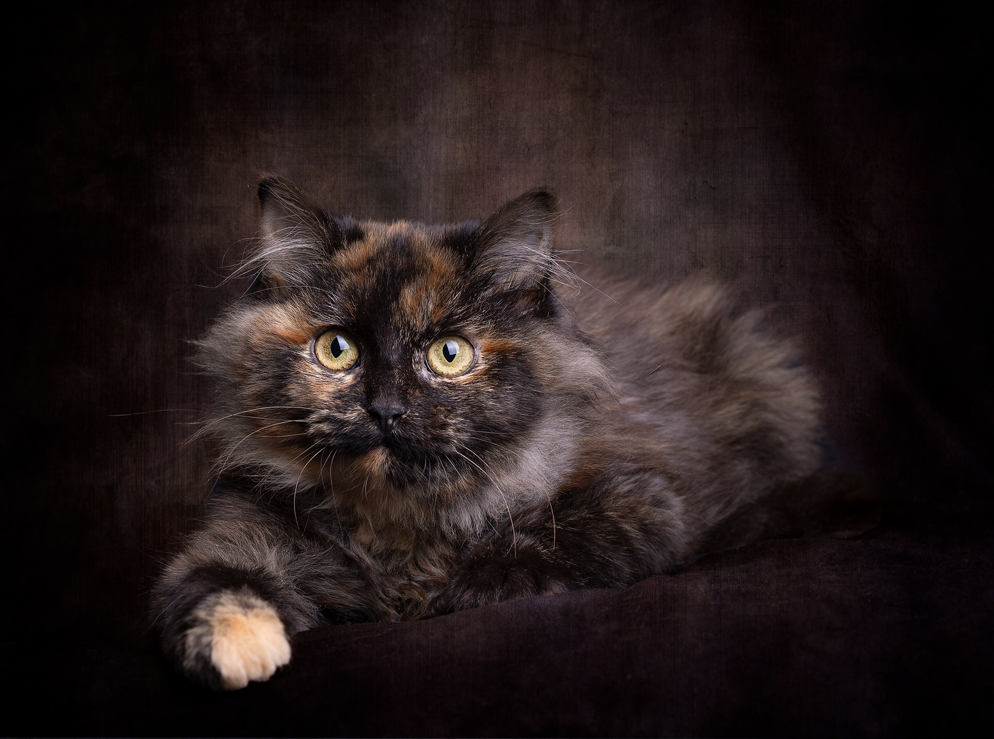 Tortoiseshell cat with yellow eyes on dark background HD Wallpaper