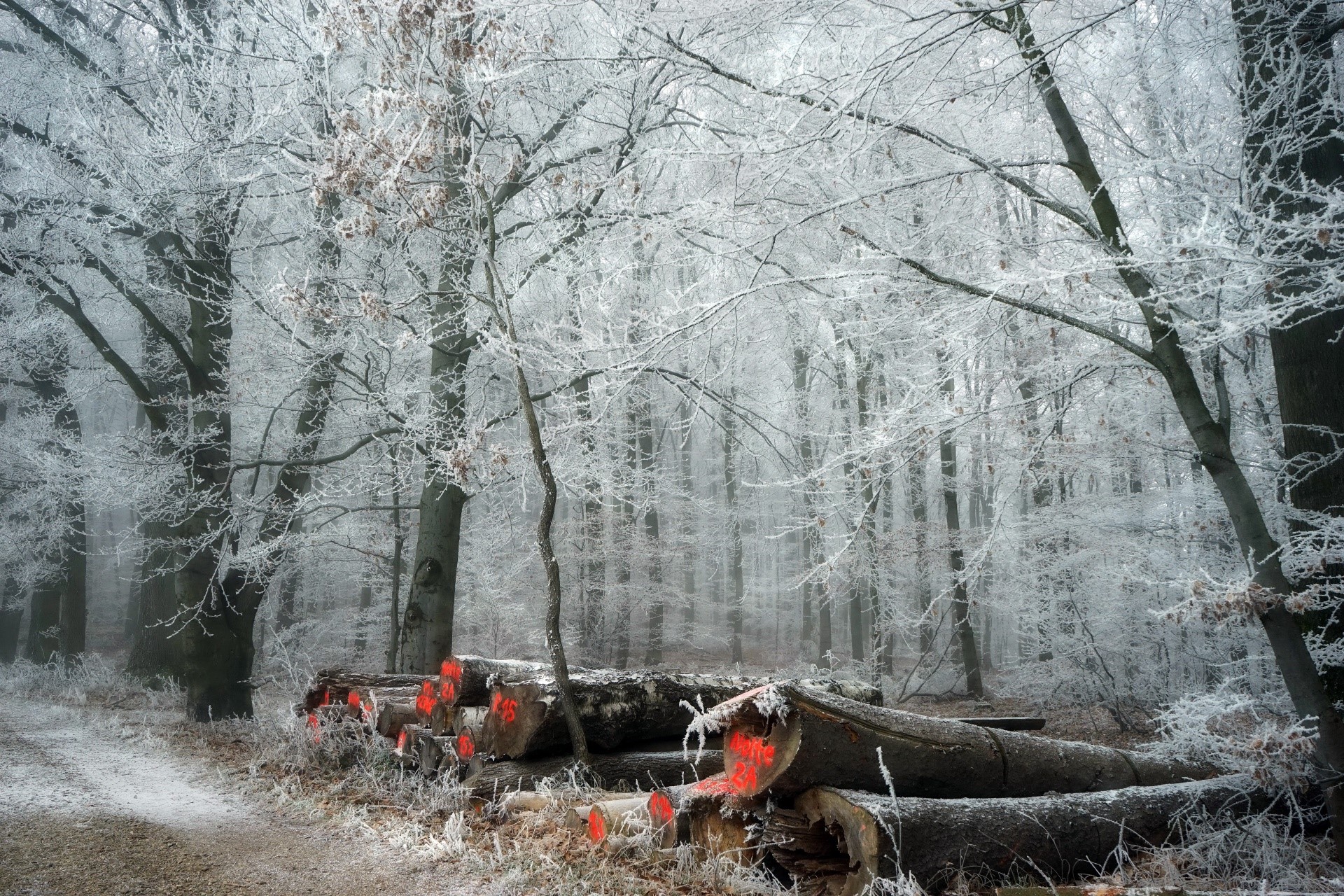 Frosted trees and cut logs in a winter forest HD Wallpaper