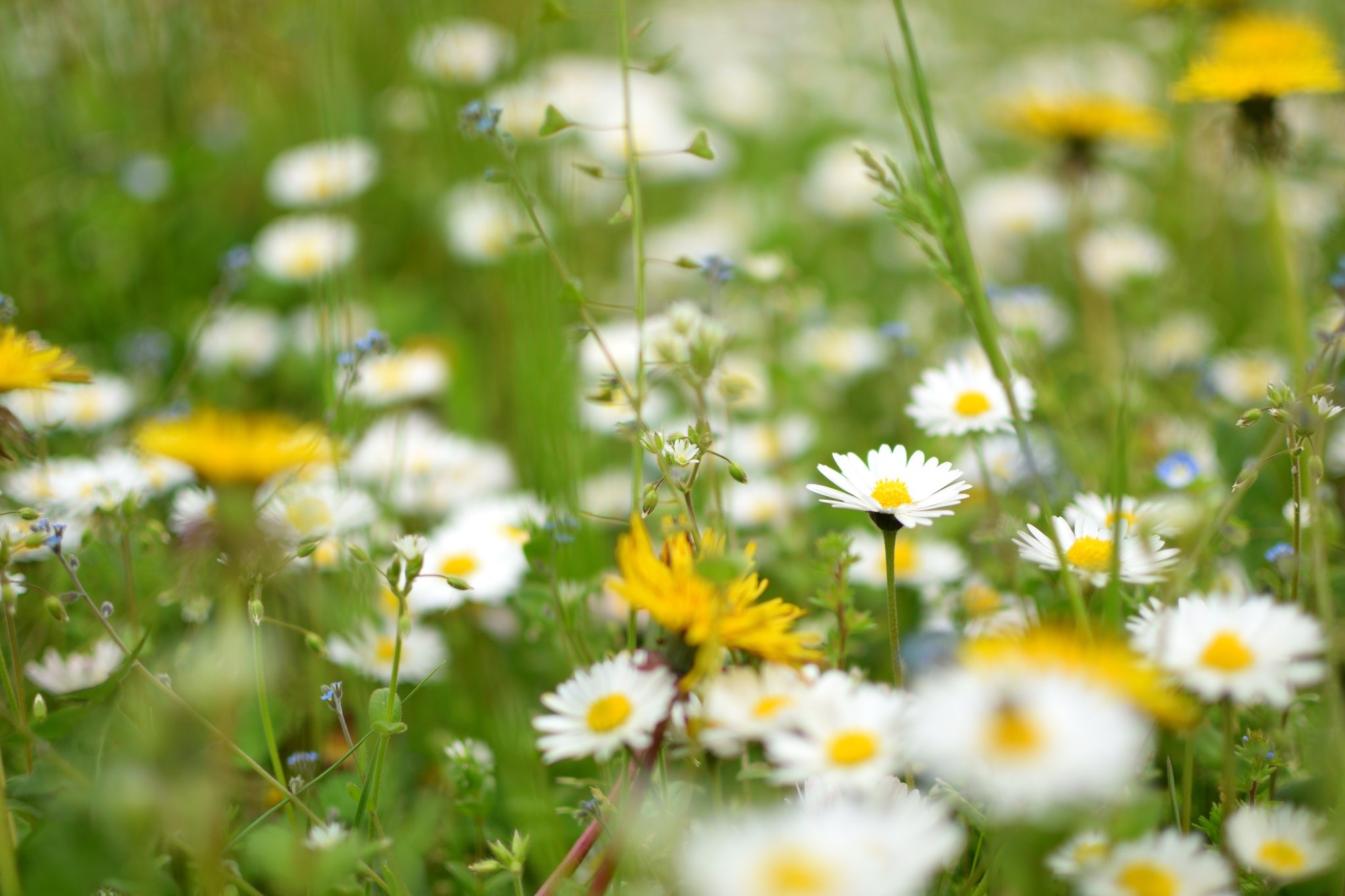 Field of colorful daisies and yellow flowers HD Wallpaper