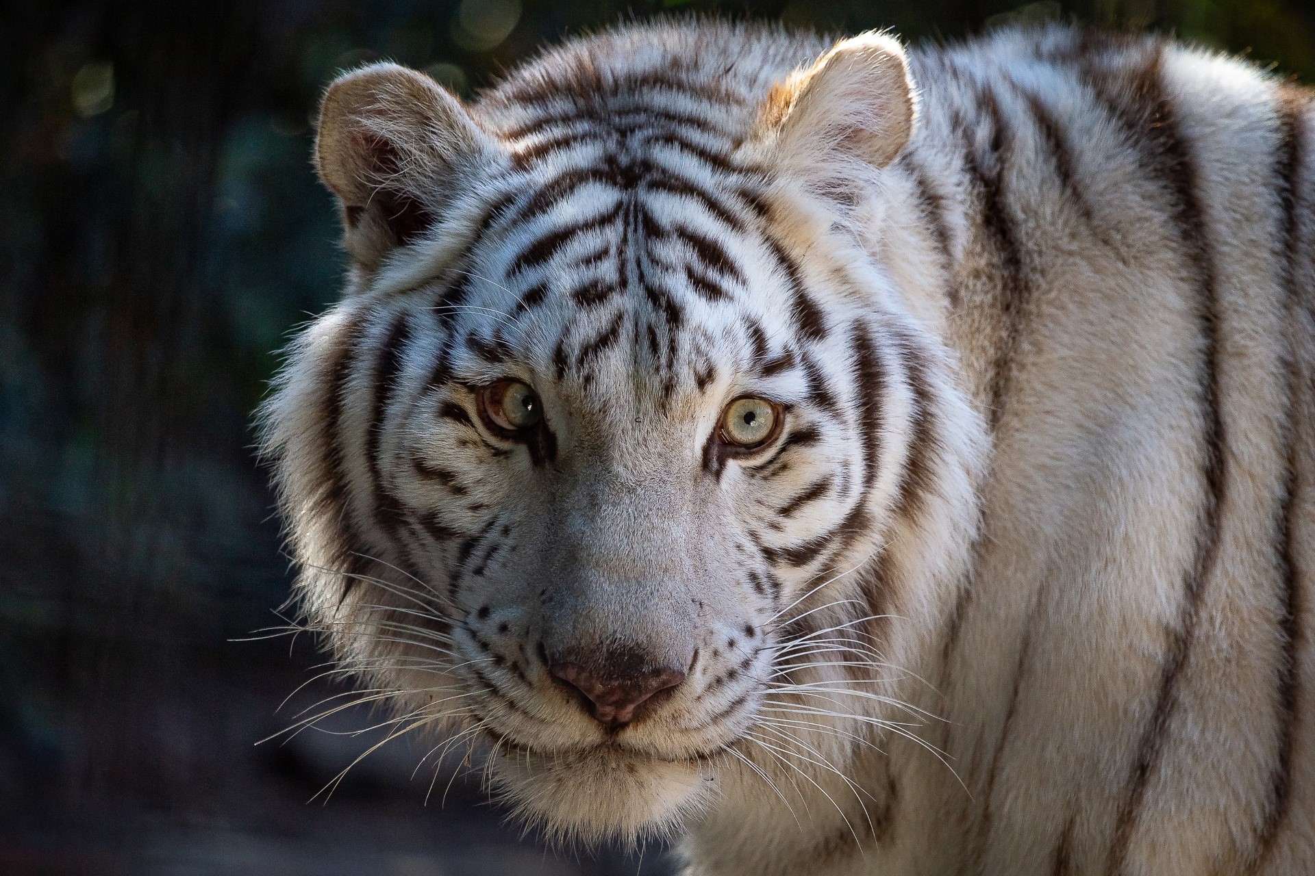 Close-up of a white tiger's face HD Wallpaper