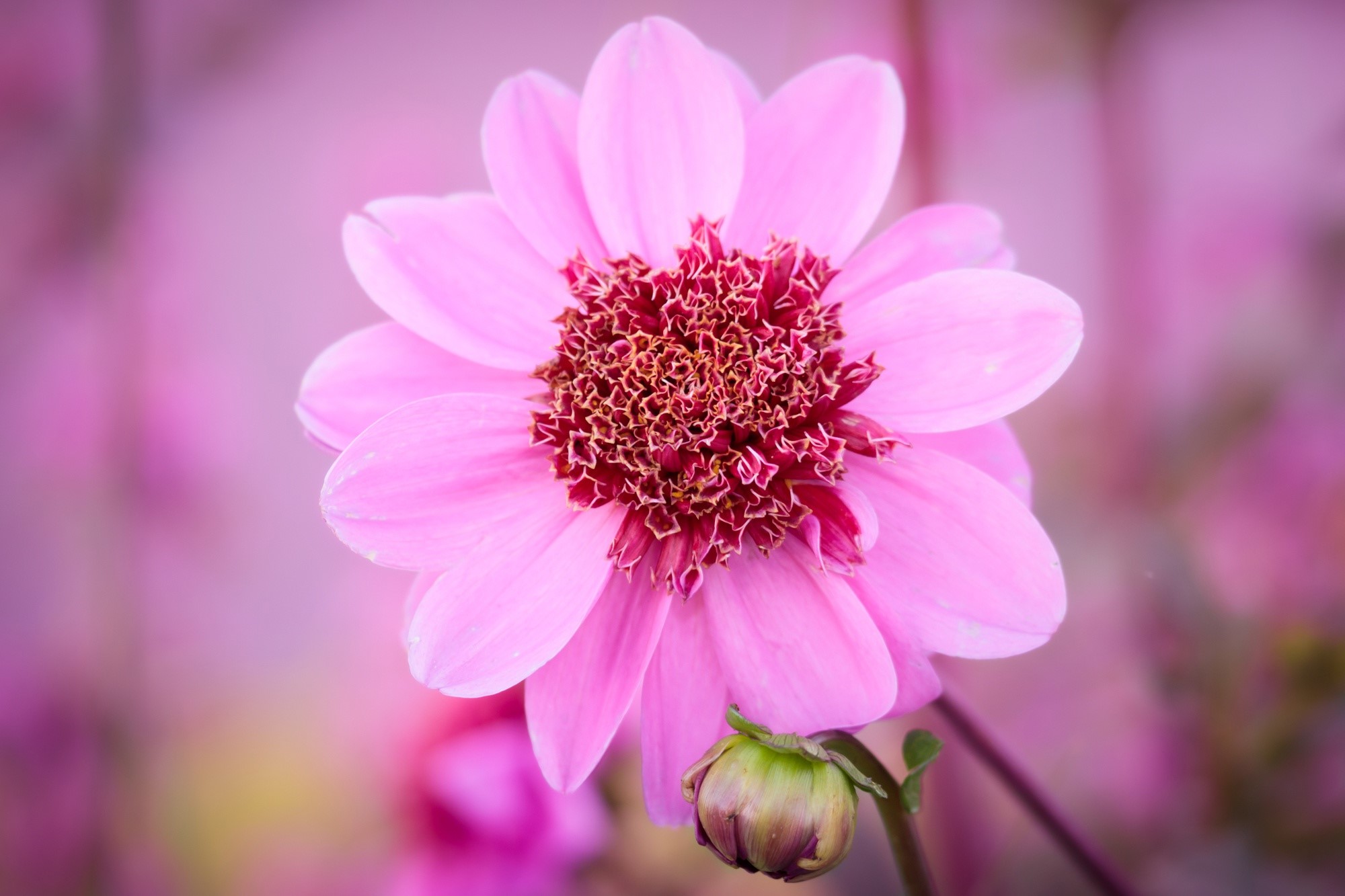 Pink dahlia flower with bud HD Wallpaper