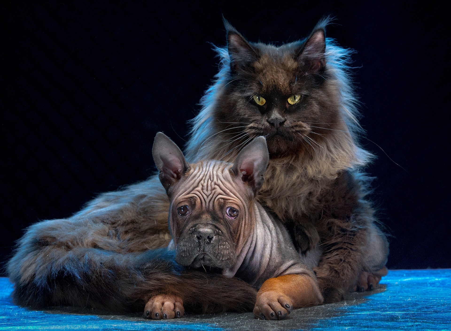 Maine Coon cat and wrinkled dog HD Wallpaper