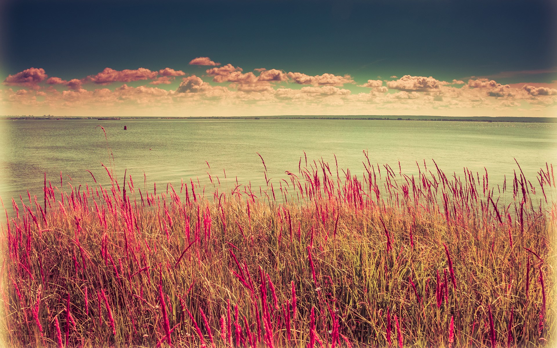 Tall grass and reeds by a calm body of water under a cloudy sky HD Wallpaper