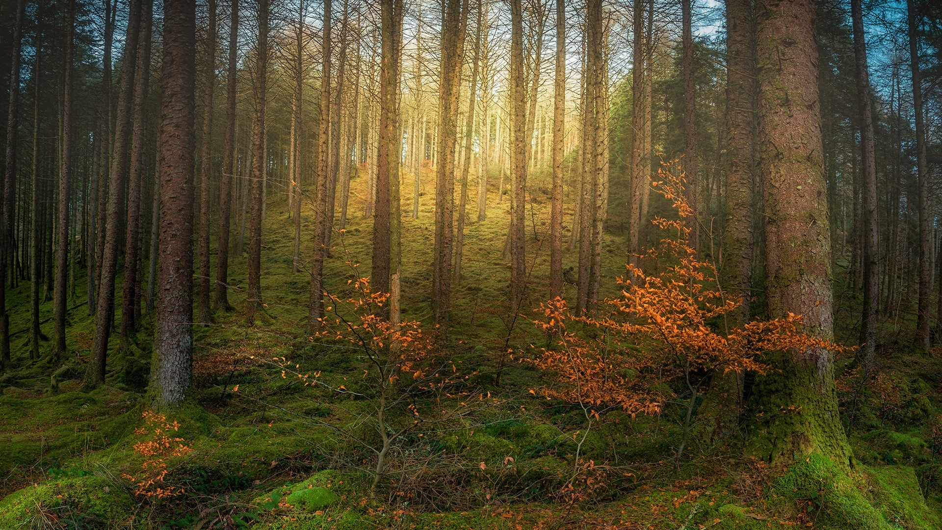 Sunlight filtering through a mossy forest in Scotland HD Wallpaper