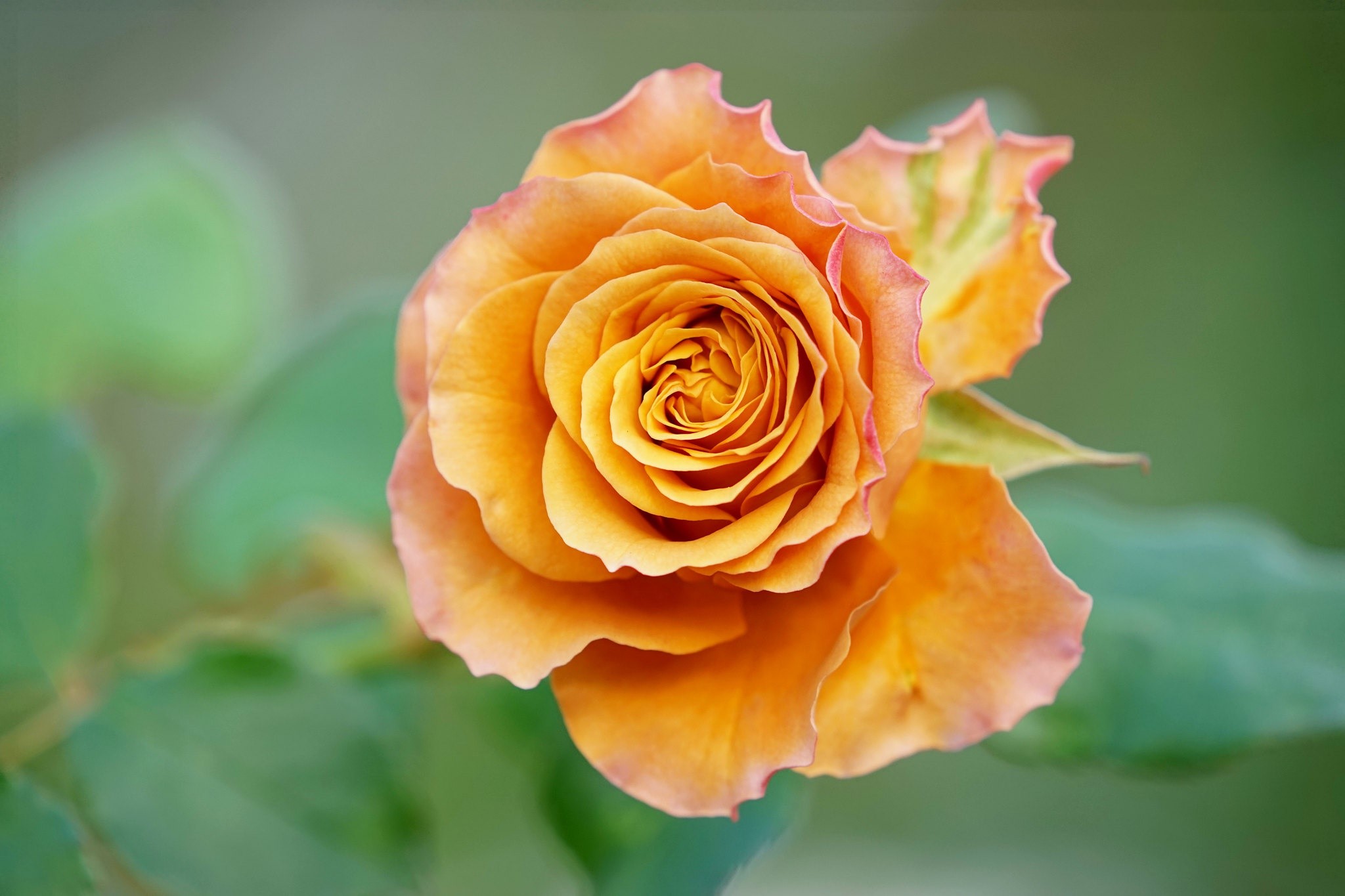 Close-up of an orange rose with pink edges HD Wallpaper
