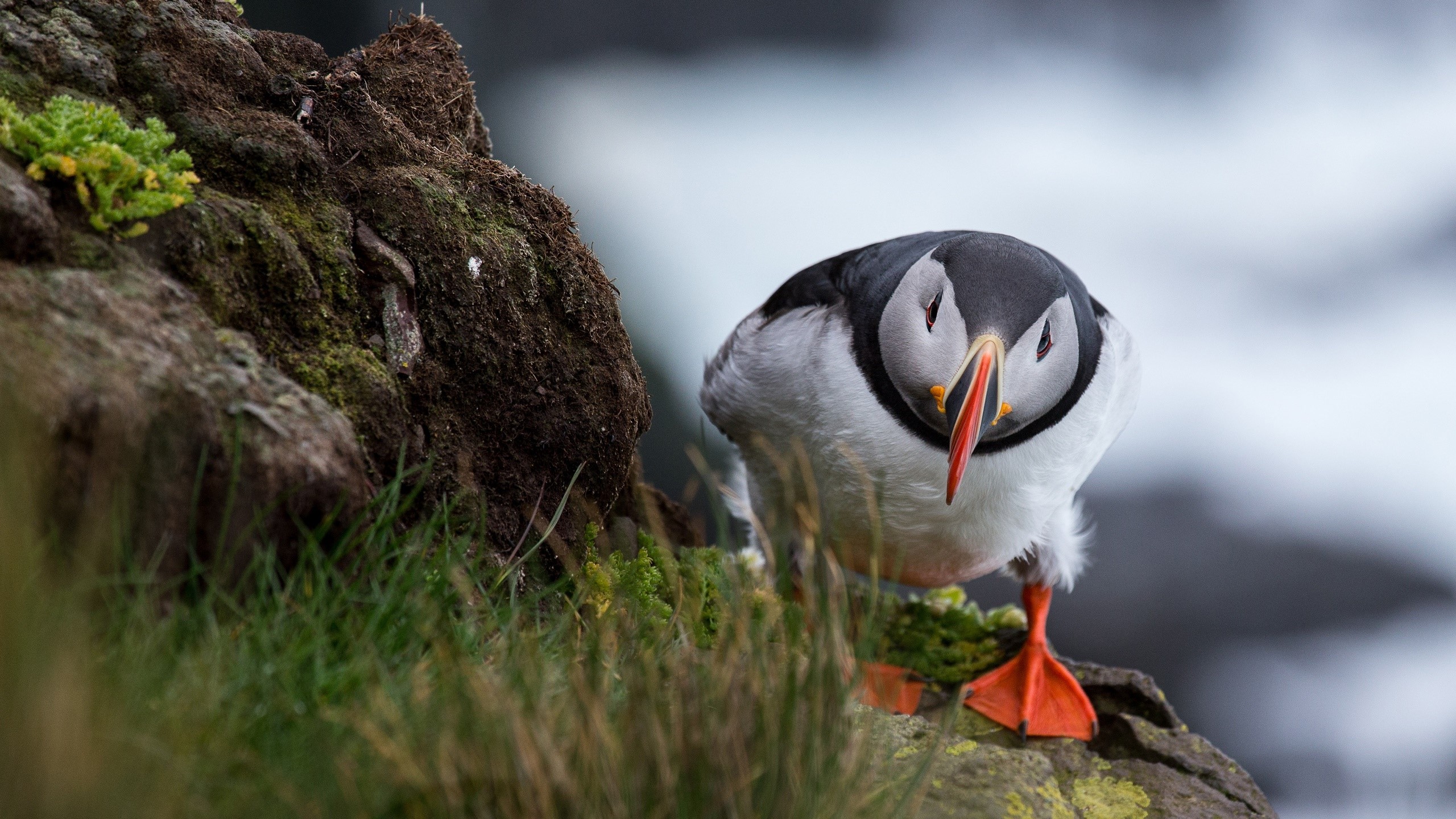 Puffin bird on a rocky cliff HD Wallpaper