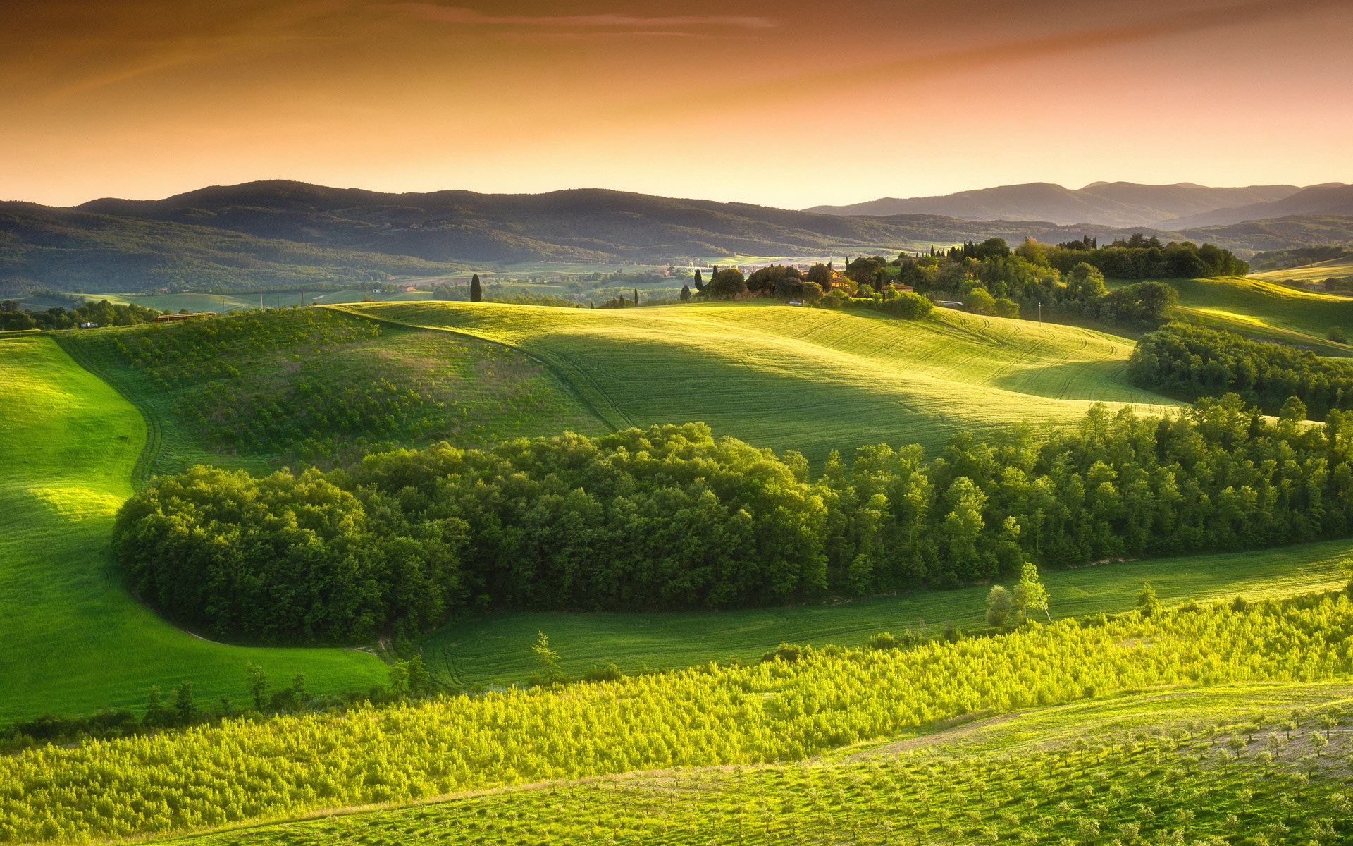 Rolling green hills and trees at sunset HD Wallpaper