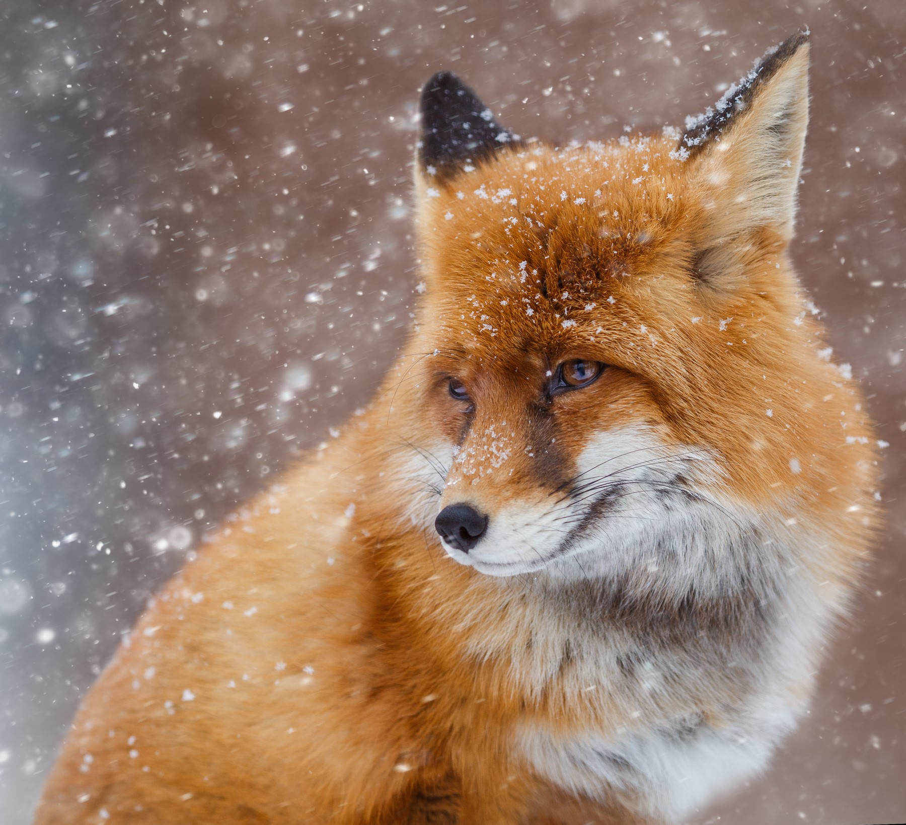 Red fox in the snow HD Wallpaper