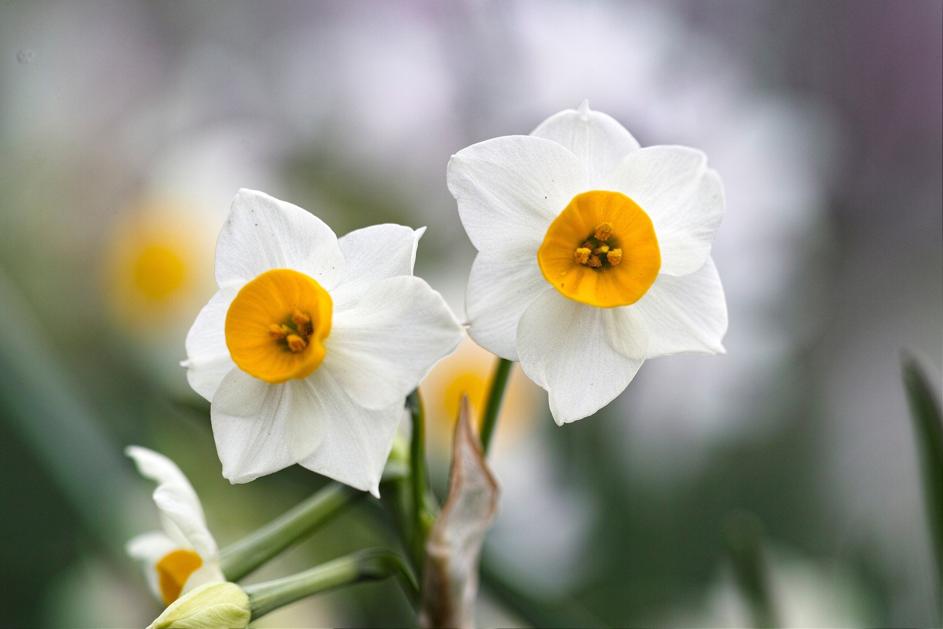 Two white daffodils with yellow centers HD Wallpaper