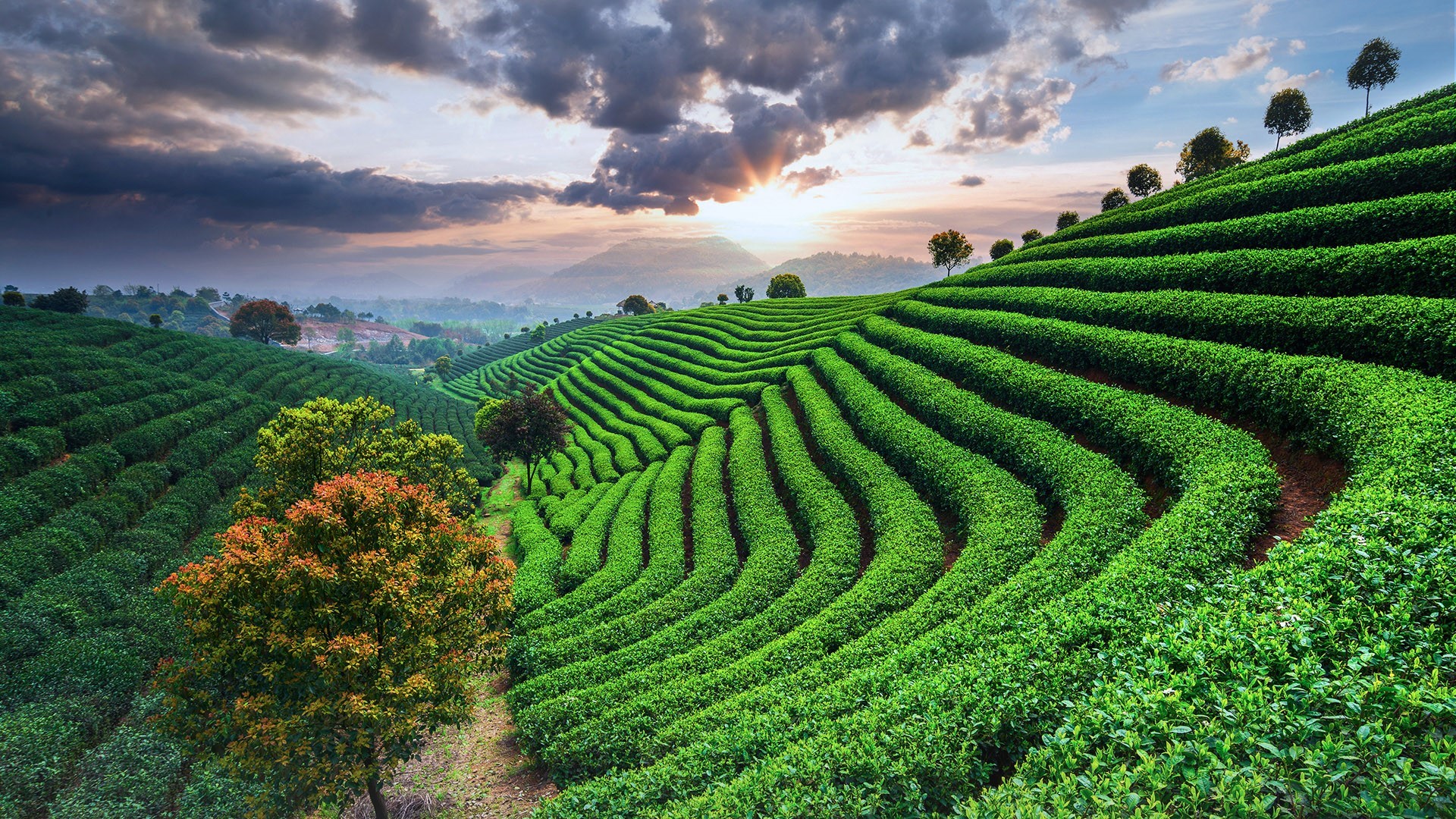 Terraced tea fields at sunset with mountains and clouds HD Wallpaper