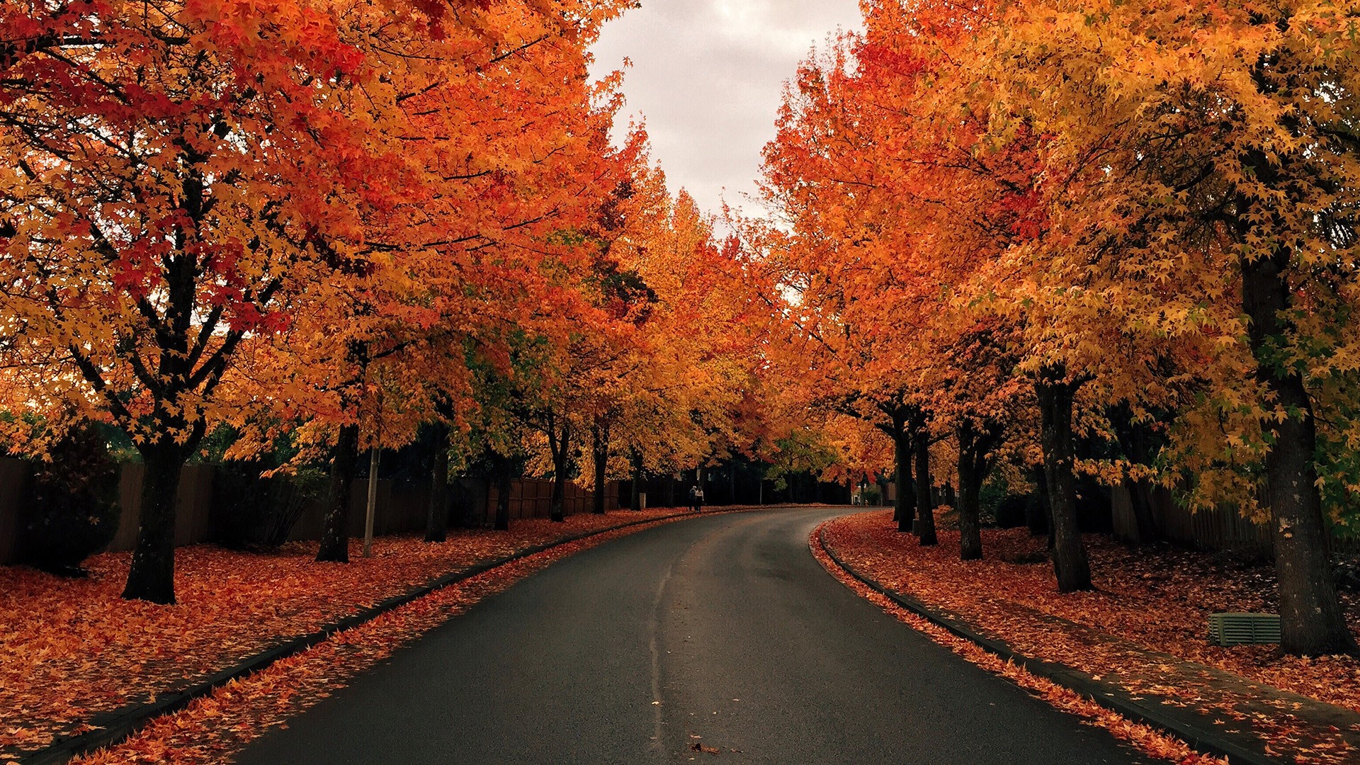 Road lined with trees in autumn foliage HD Wallpaper