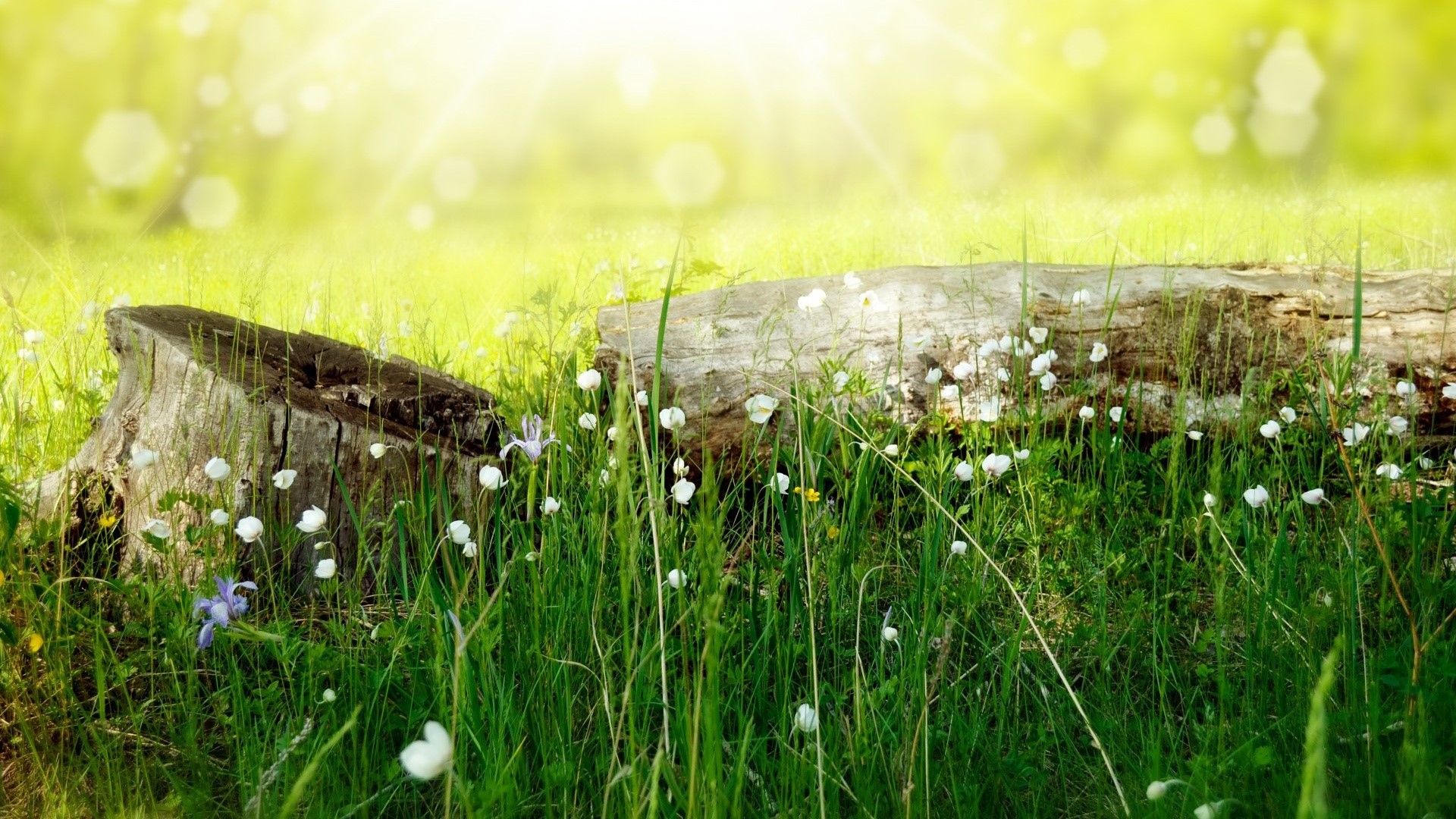 A tree stump and log in a grassy field with wildflowers HD Wallpaper