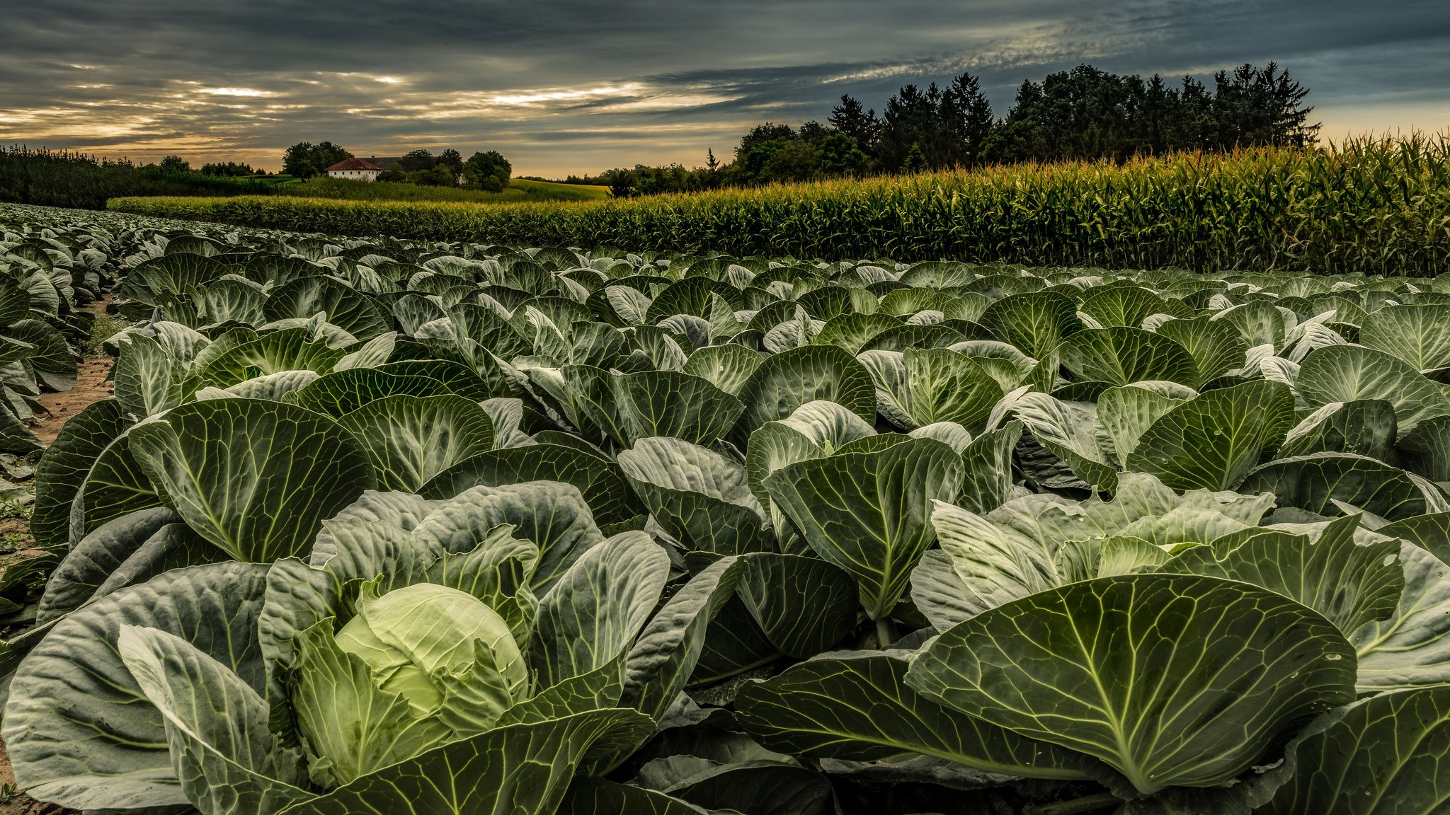 Field of cabbage plants with corn in the background HD Wallpaper